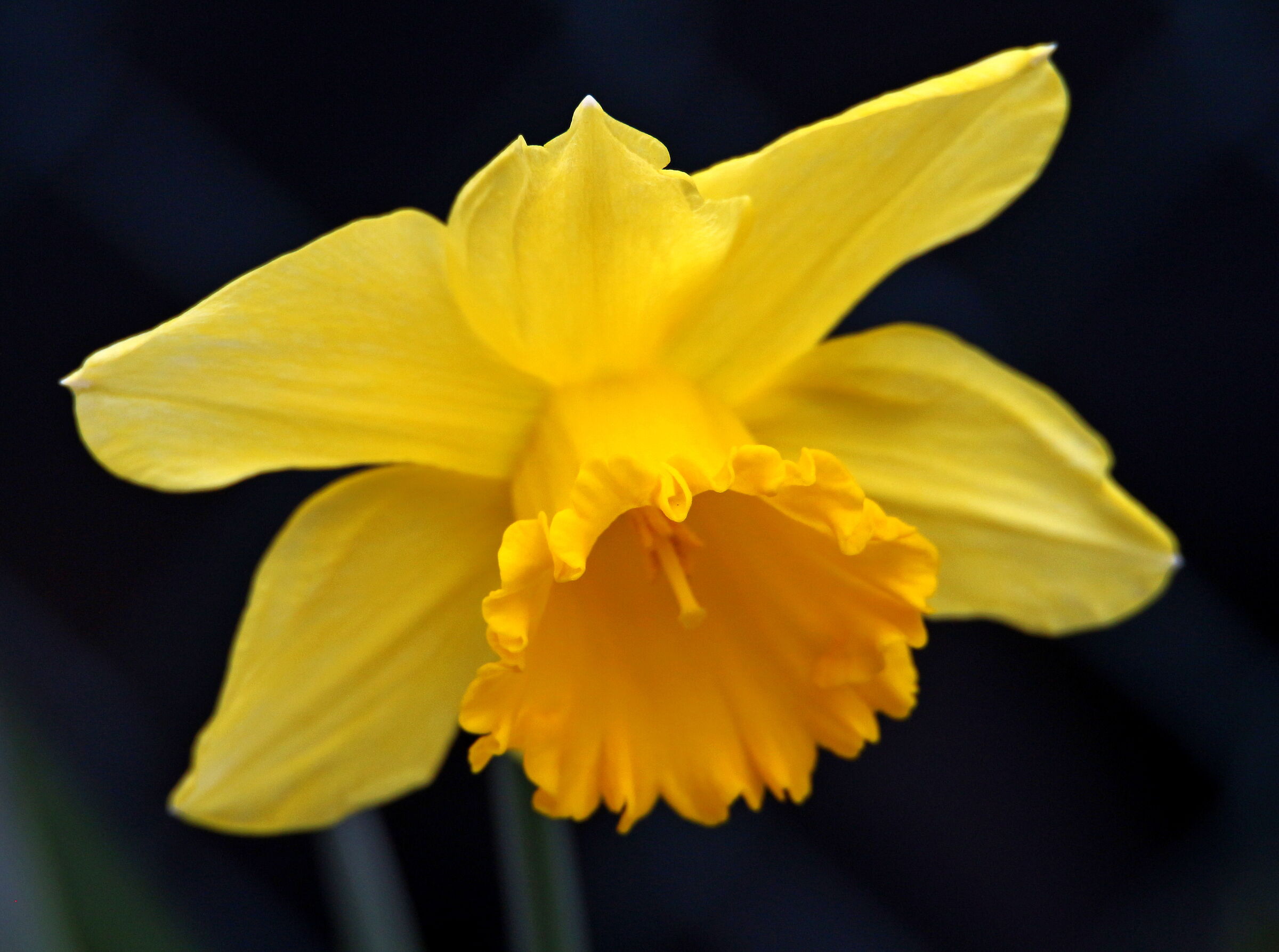 Yellow Narcissus...