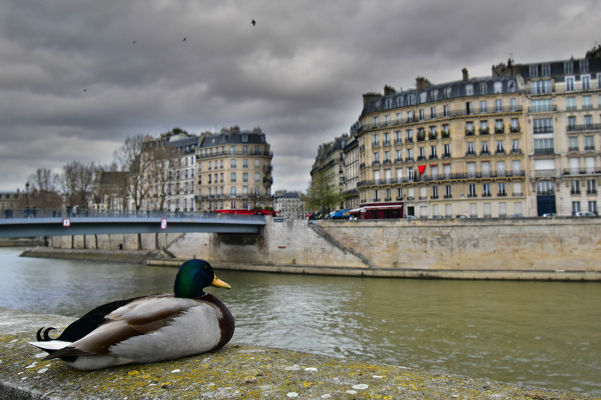 Parisian Duck...