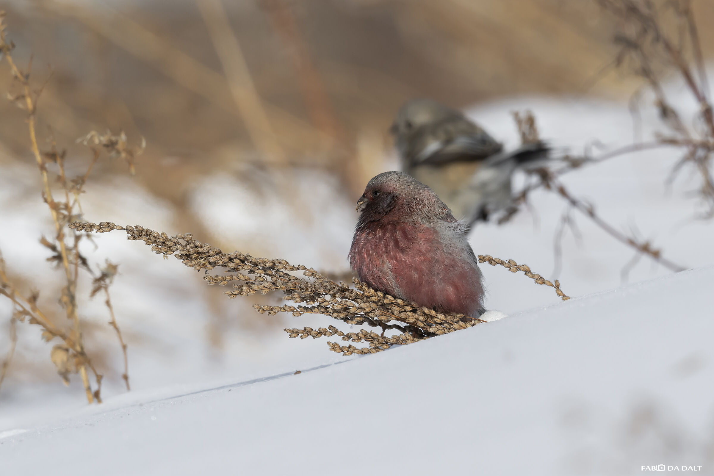 Pink-tailed Bullfinch...