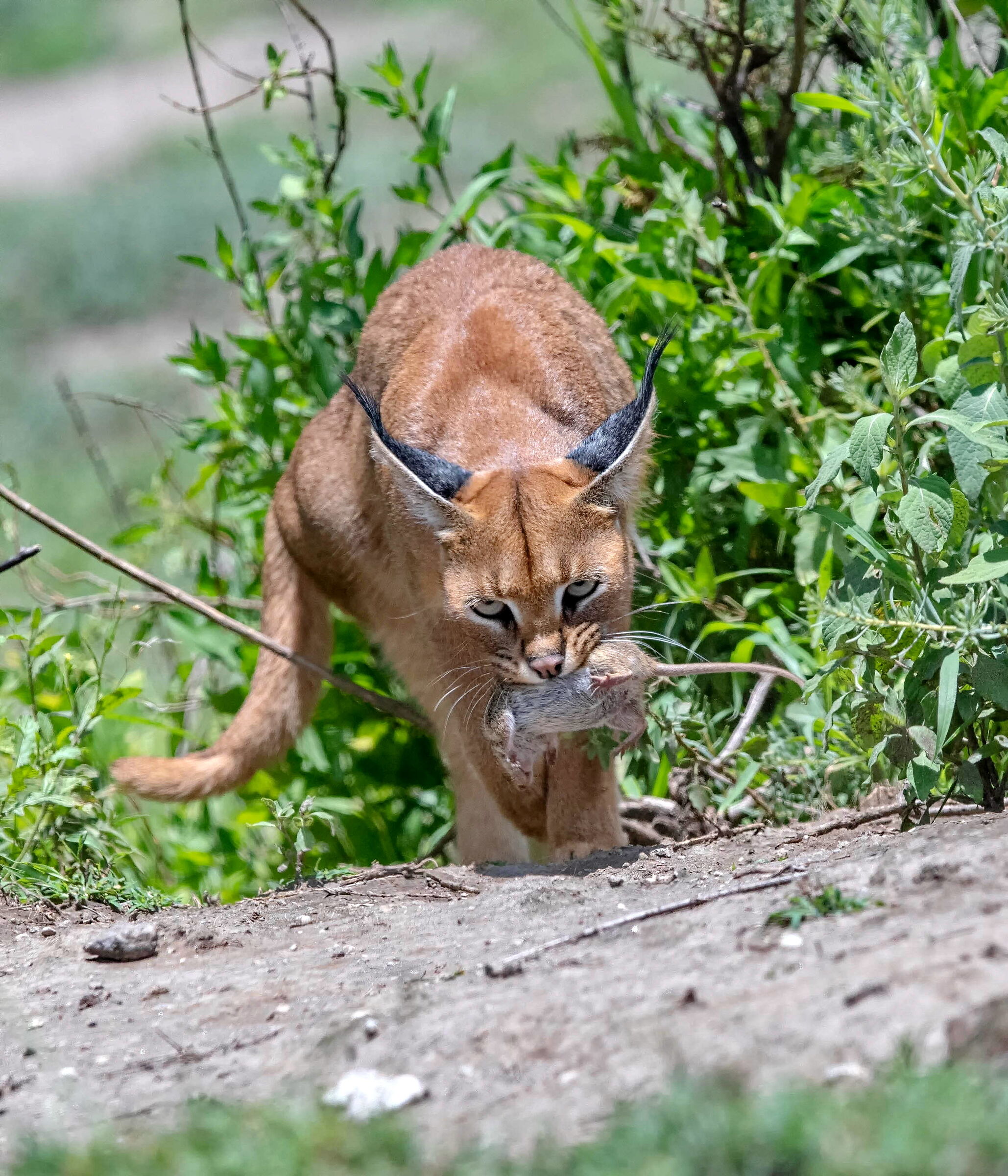 Caracal with Prey...
