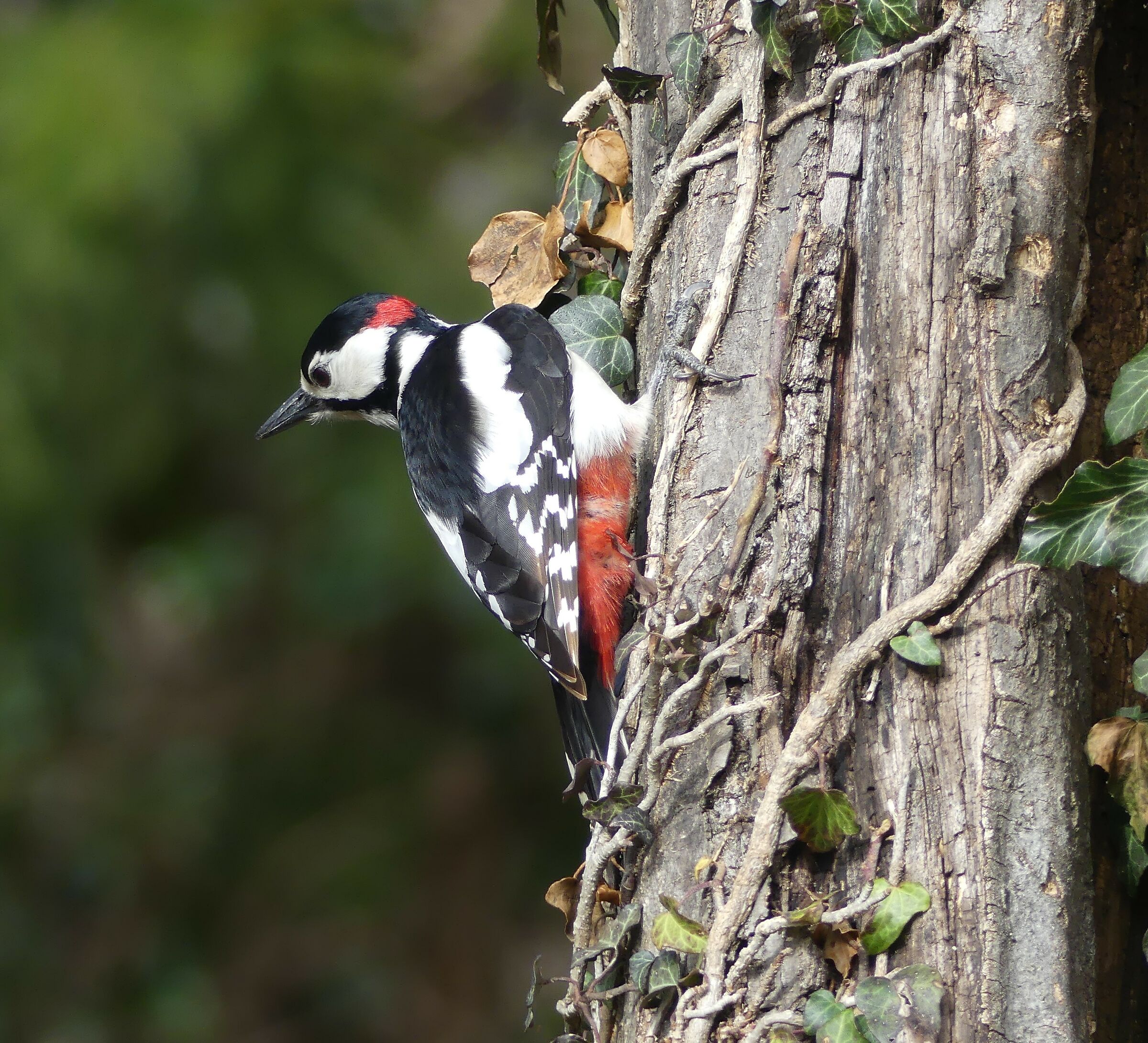 The livery of the elder Red Woodpeckers...