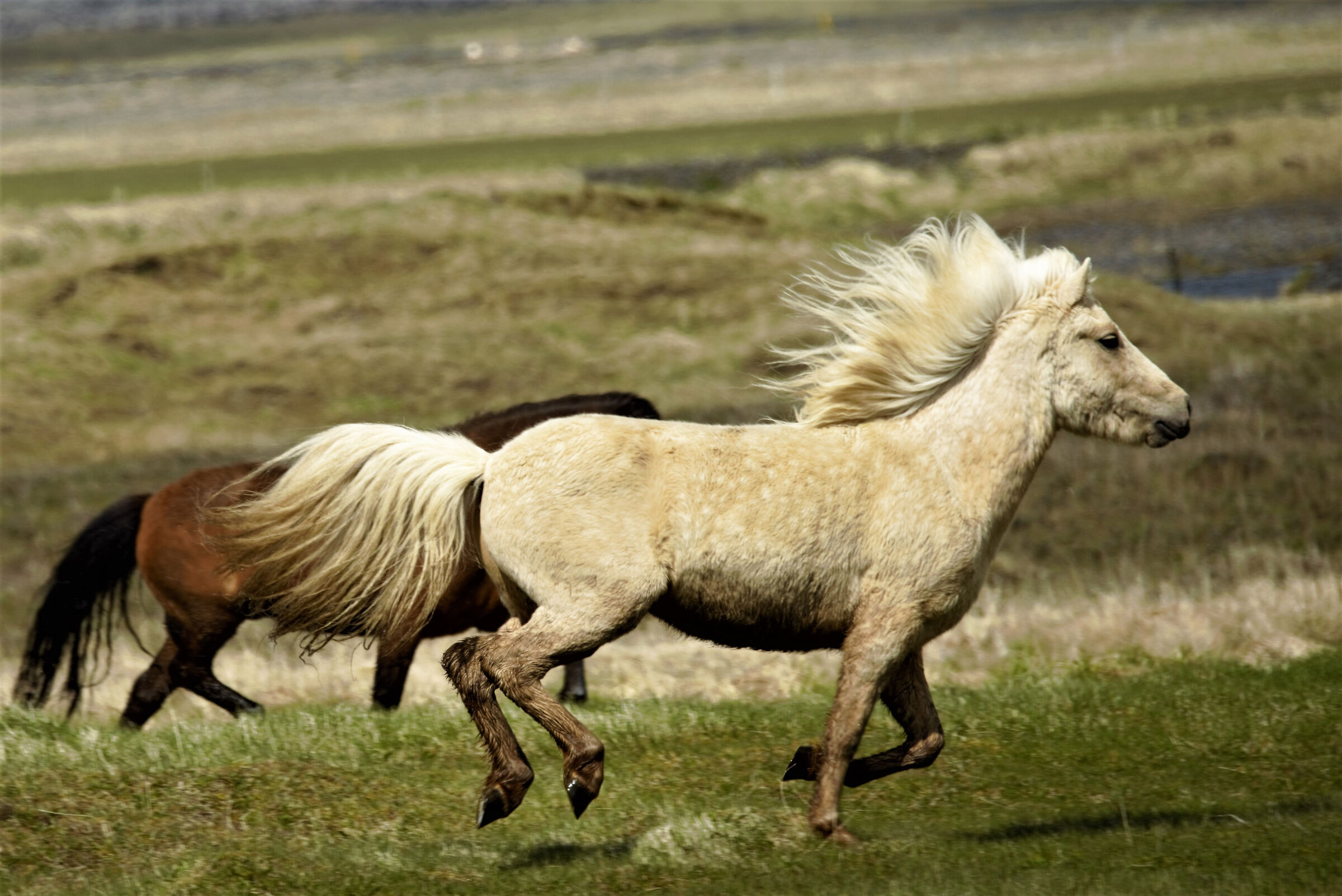 cavalli islandesi...