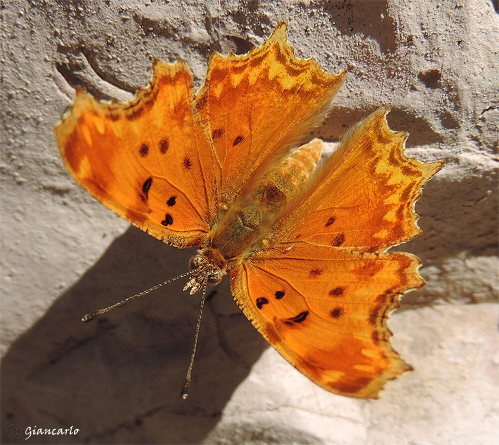  Butterfly A flying flower...