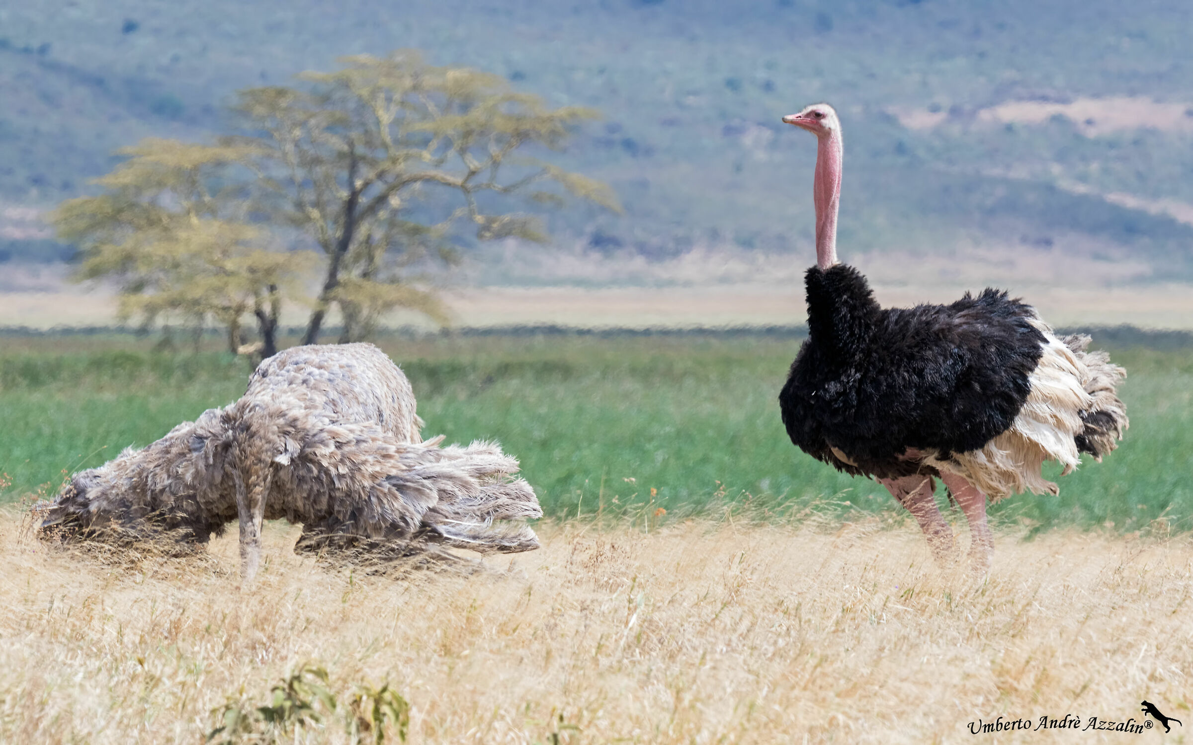 The Dance of the ostriches...