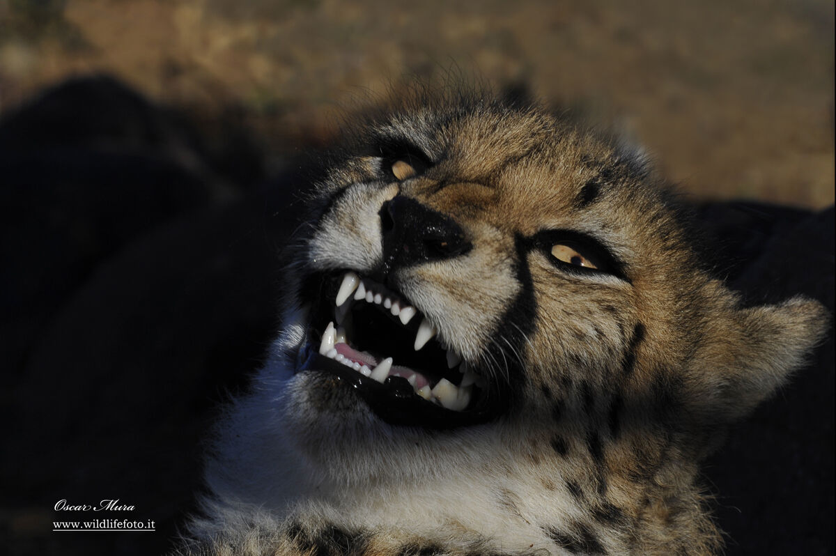 Young Cheetah #namibia #oscarmura...