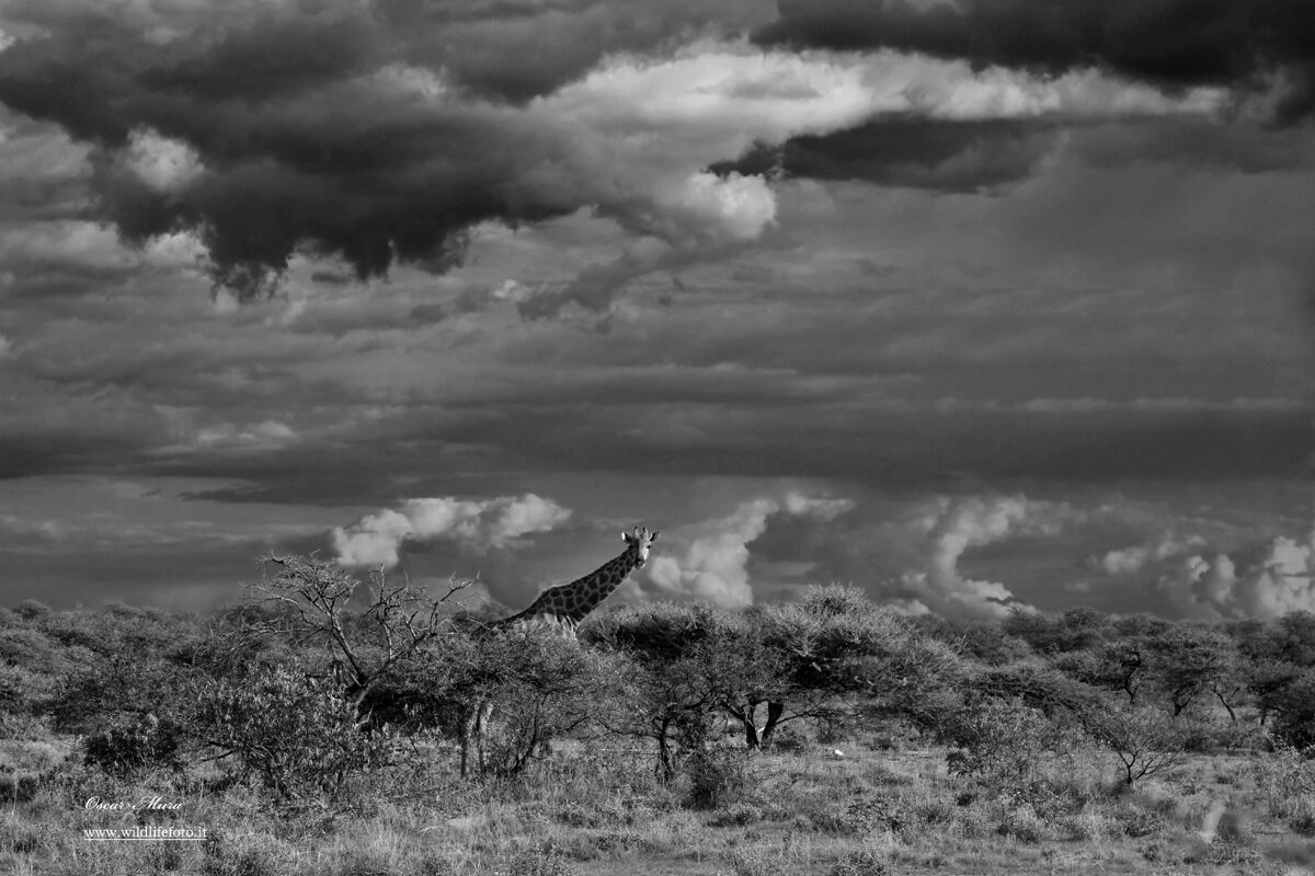 Giraffe #etosha #namibia #oscarmura...
