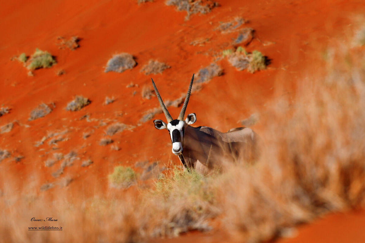 Oryx in the Dunes #namibia @oscarmura...