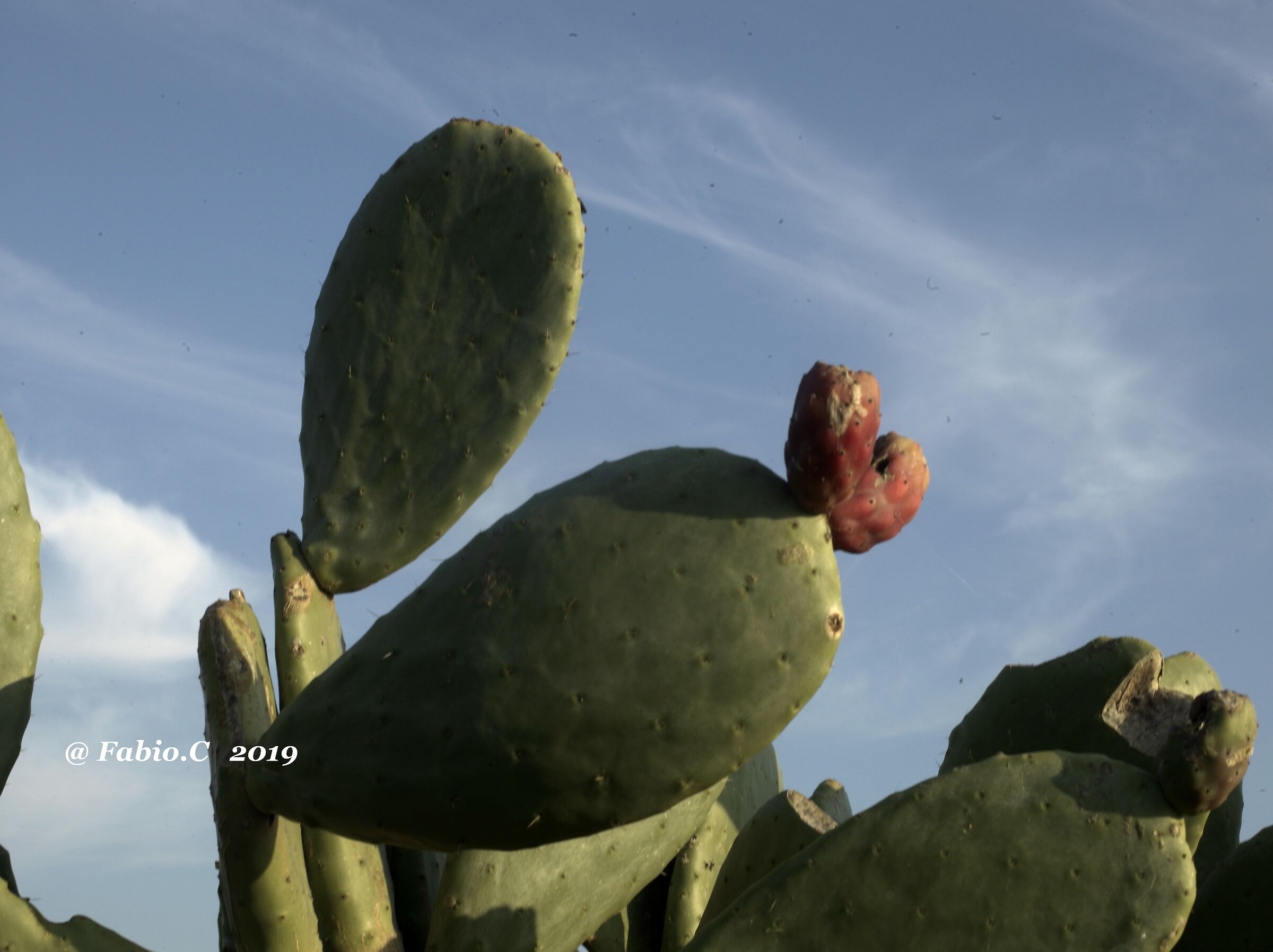 The First prickly pears!!!...