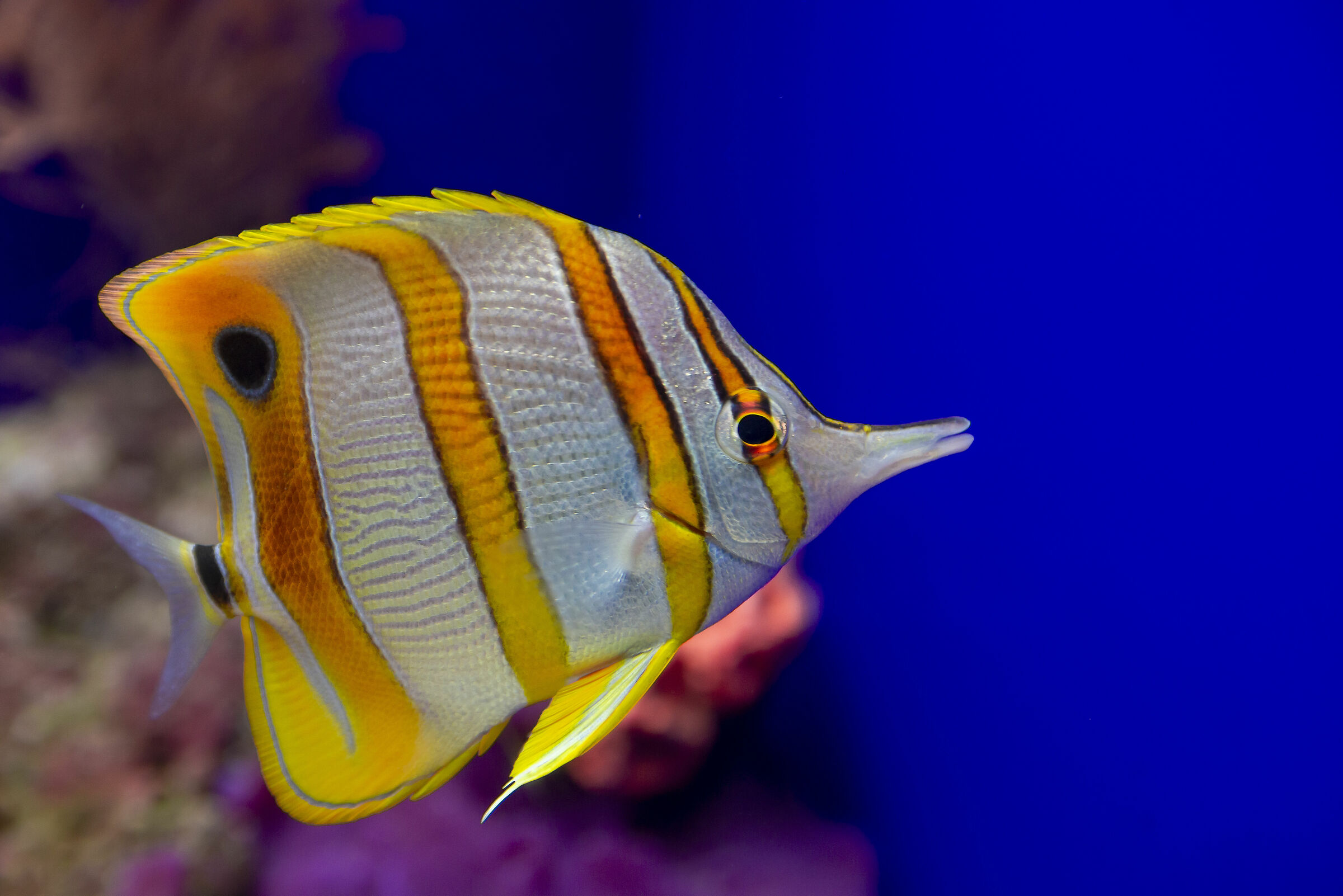 Butterfly Fish...