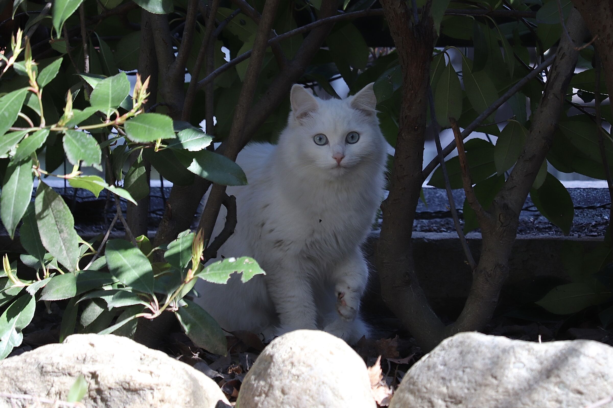 ... And the neighbor's cat spying on us!...