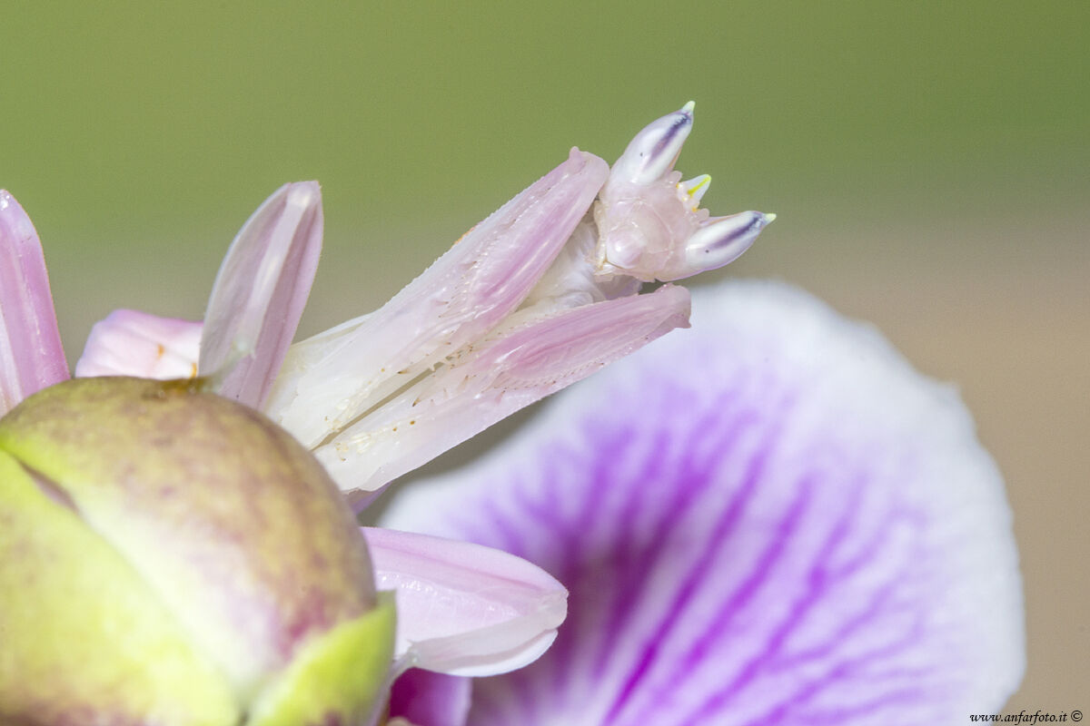 Mantide Orchidea  ( Hymenopus coronatus)...
