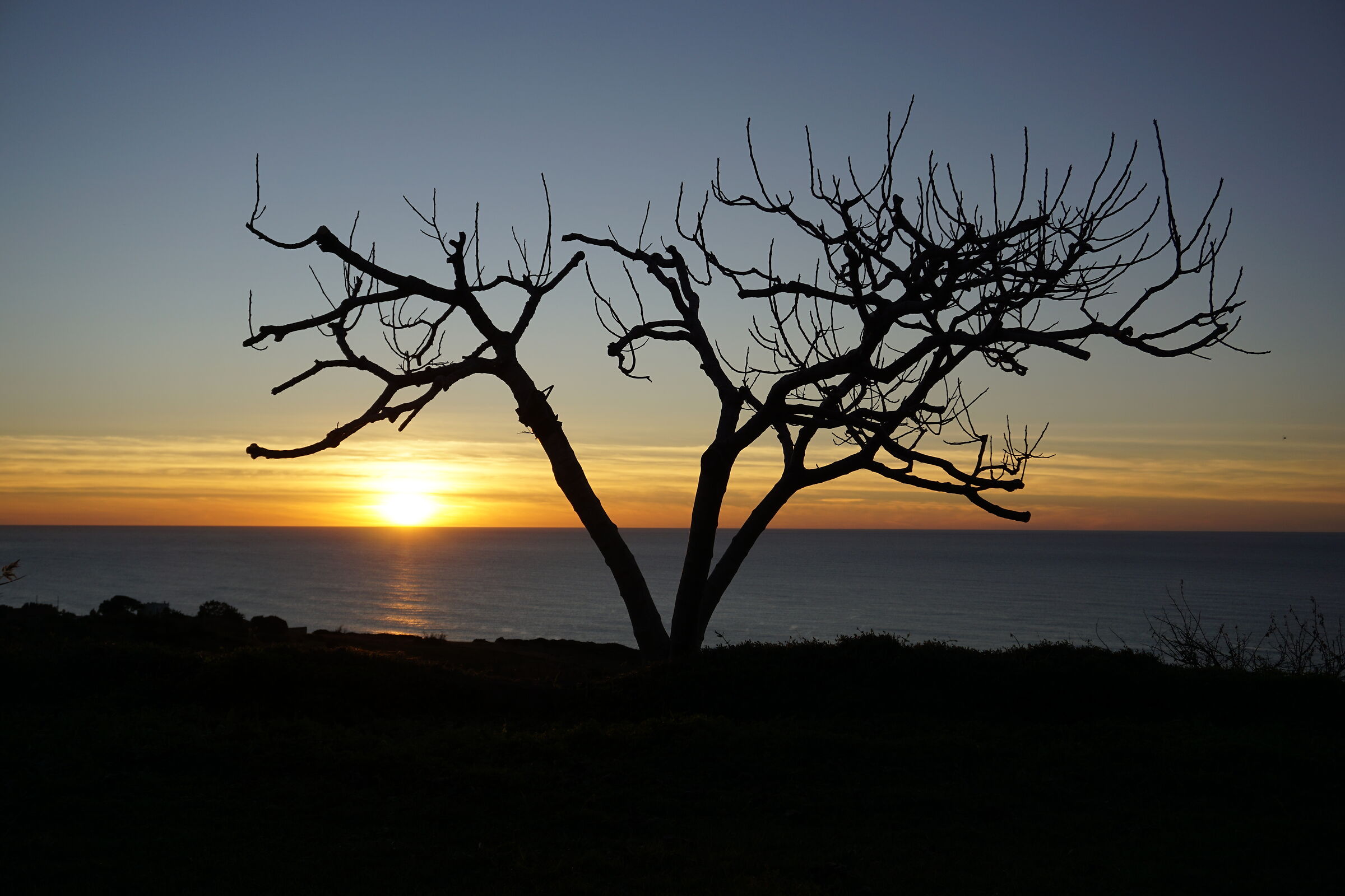 Sunset behind a bare fig tree...