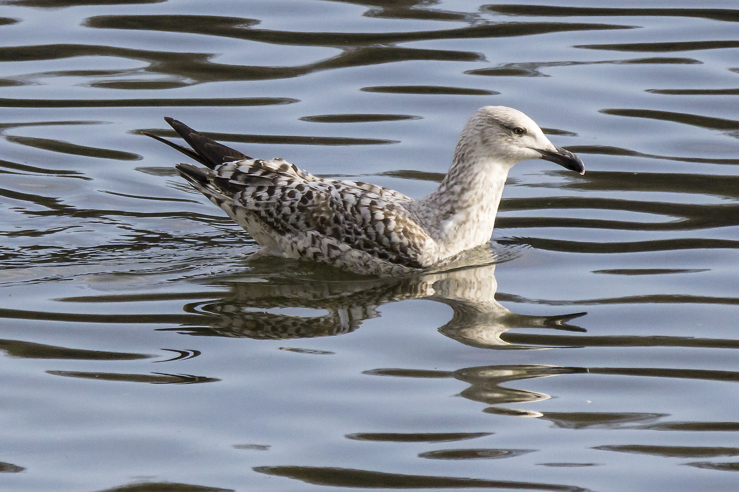 Young Seagull Swimming in the vicinity of the Coot...