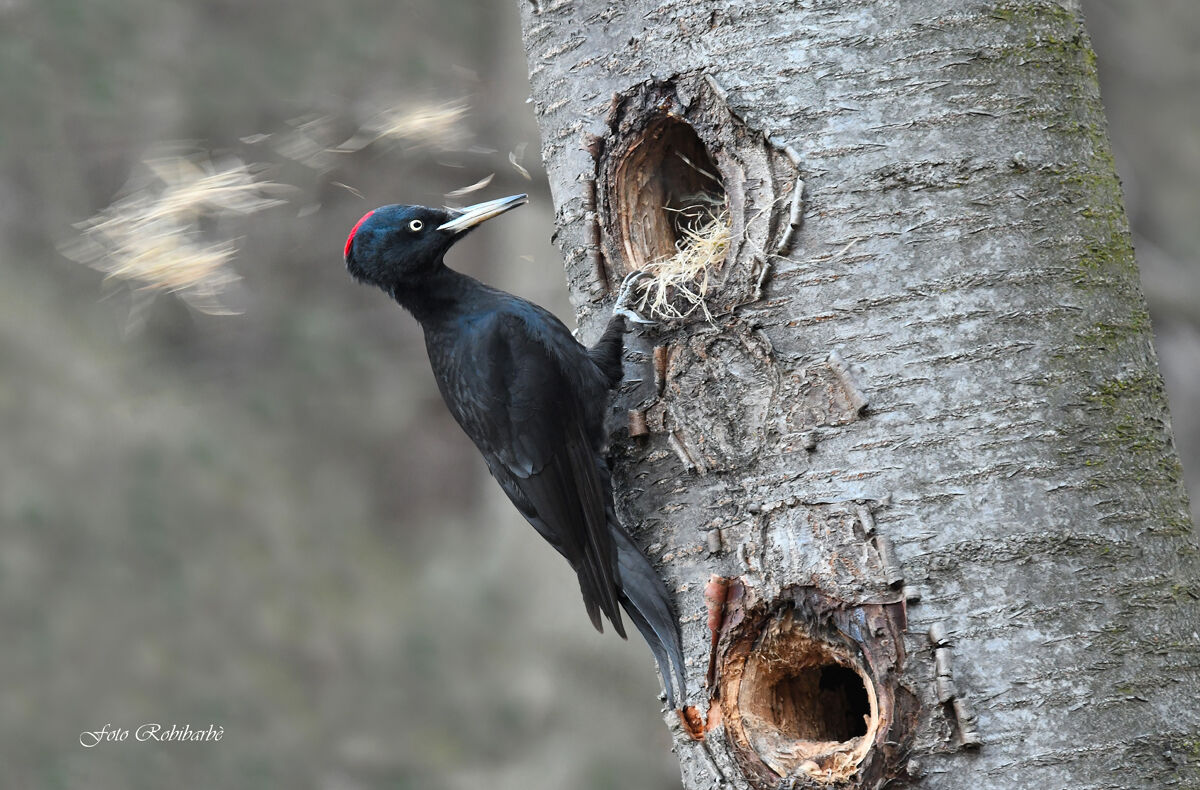 Black Woodpeckers......