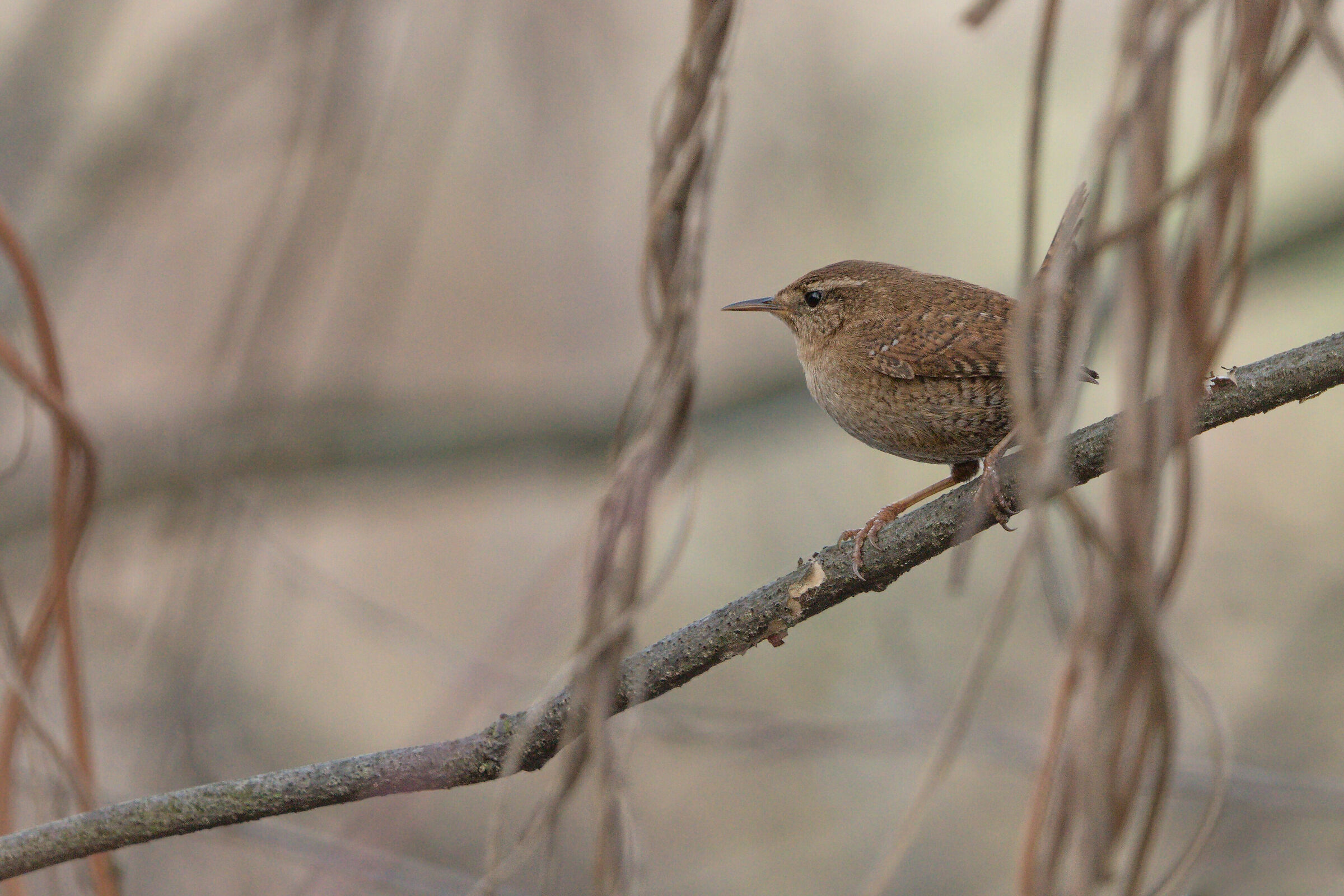 Eurasian wren (Troglodytes troglodytes)...