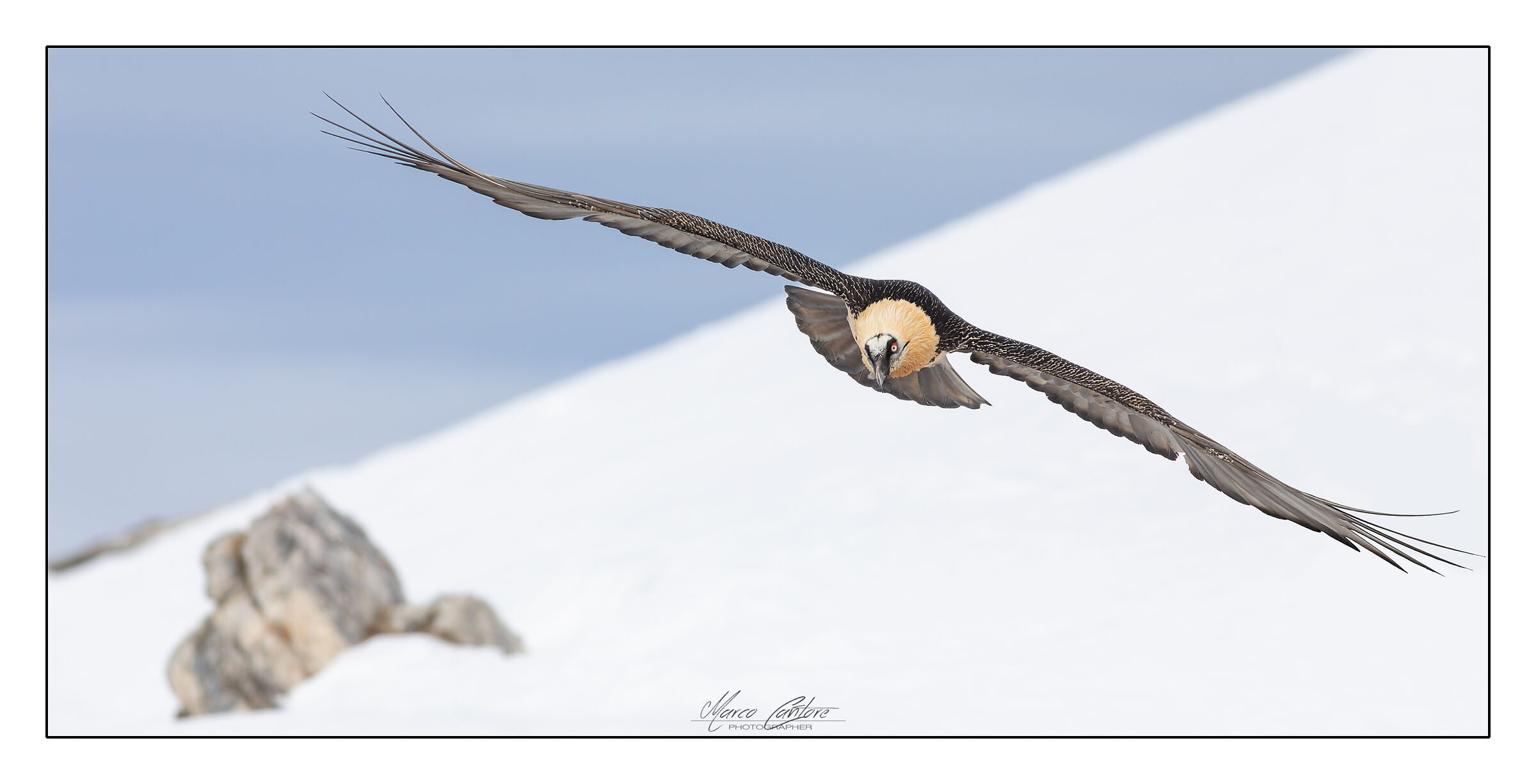 Bearded Vulture-Gypaetus Barbatus...