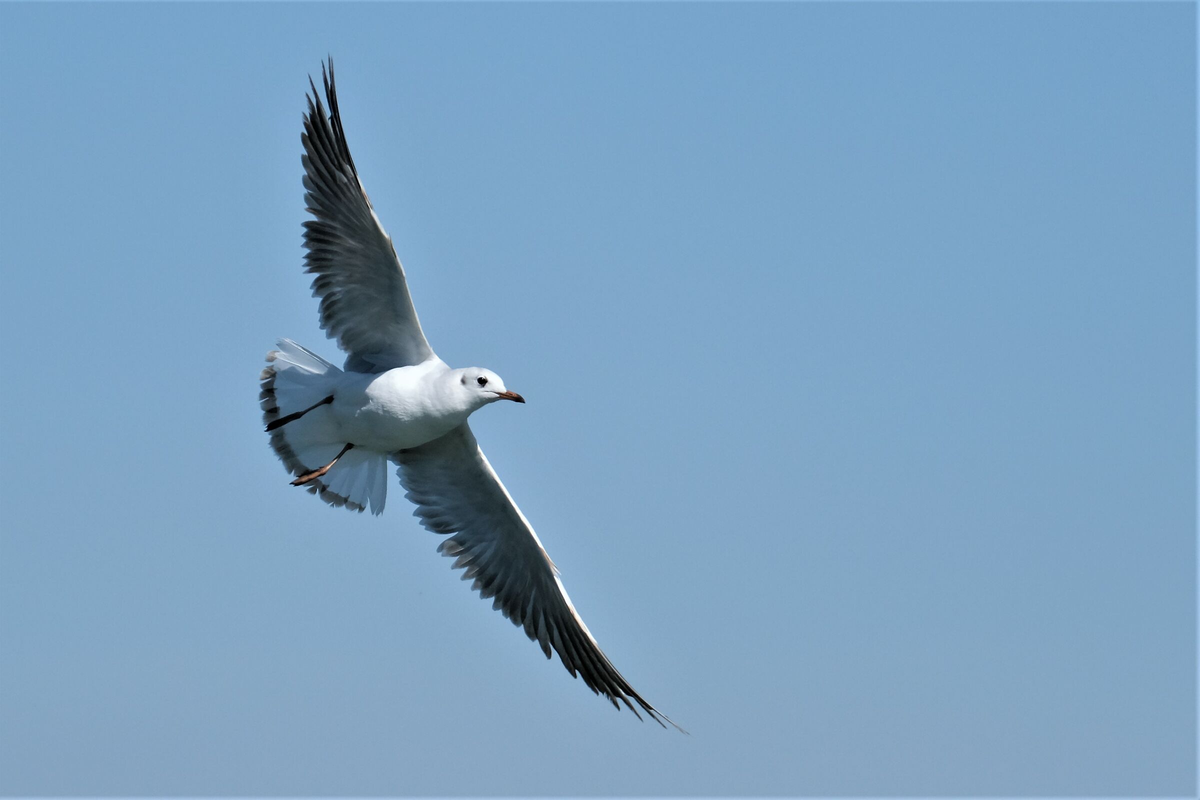 Common Seagull...