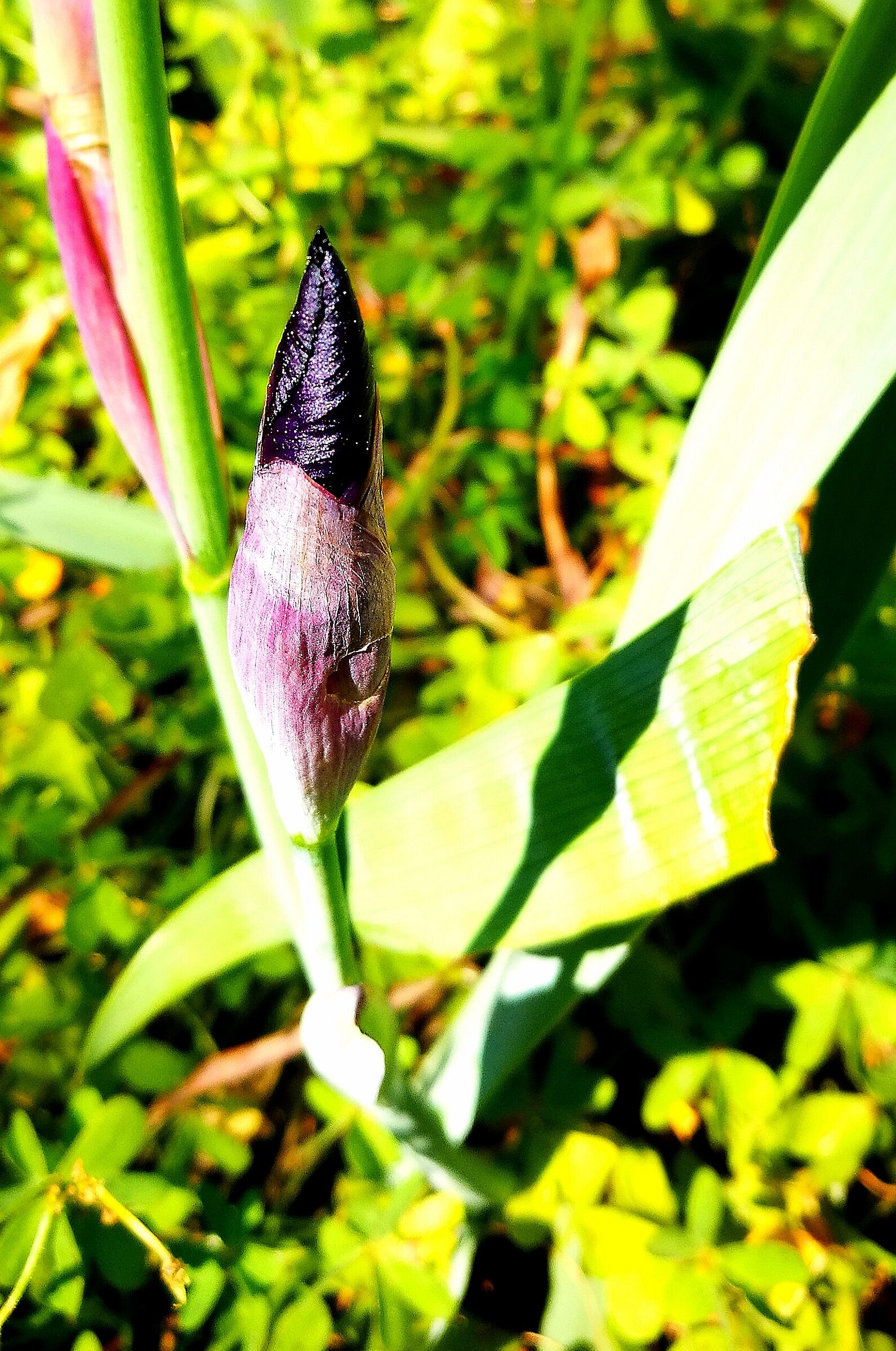 Bocciolo Iris germanica...