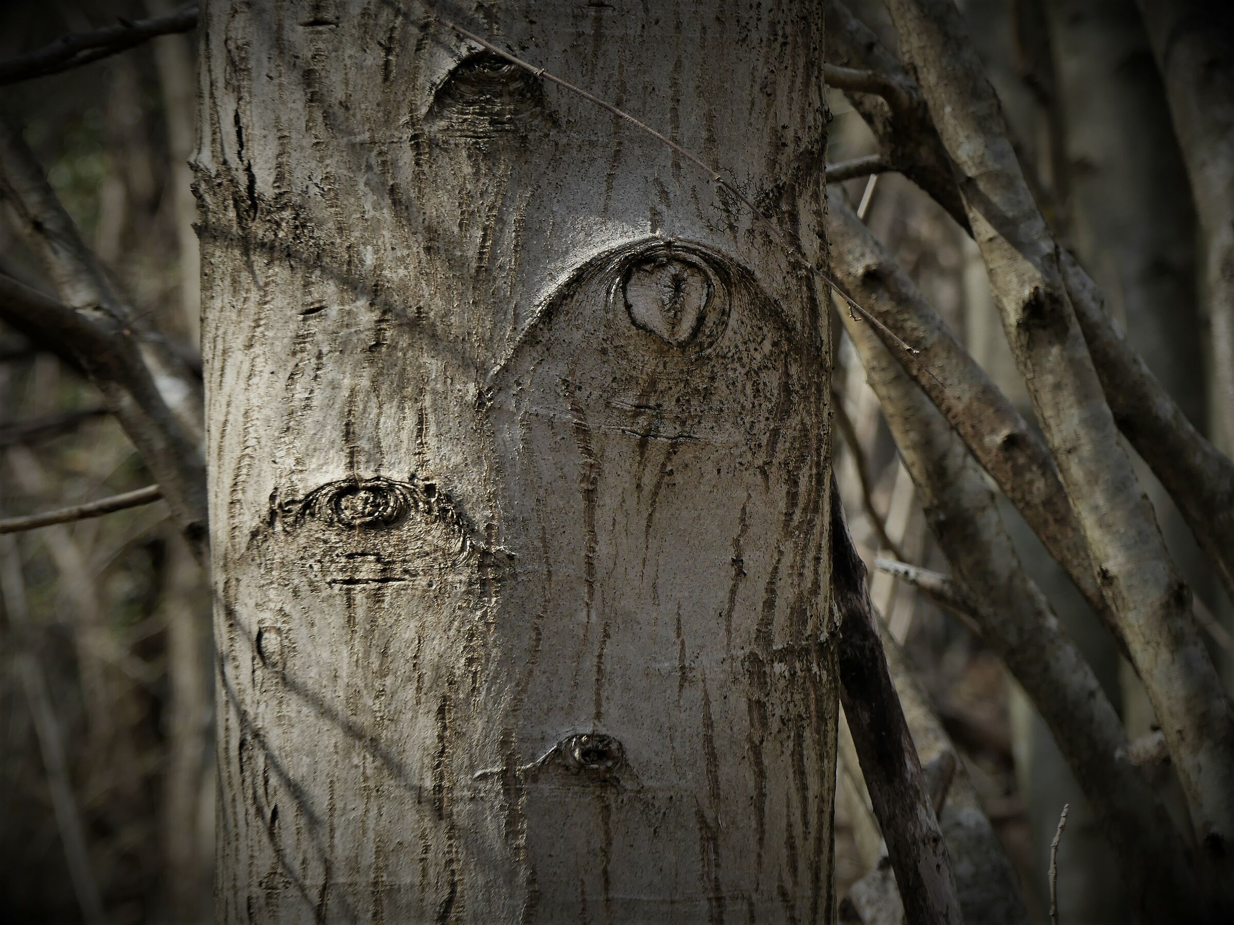 Occhi d'albero...