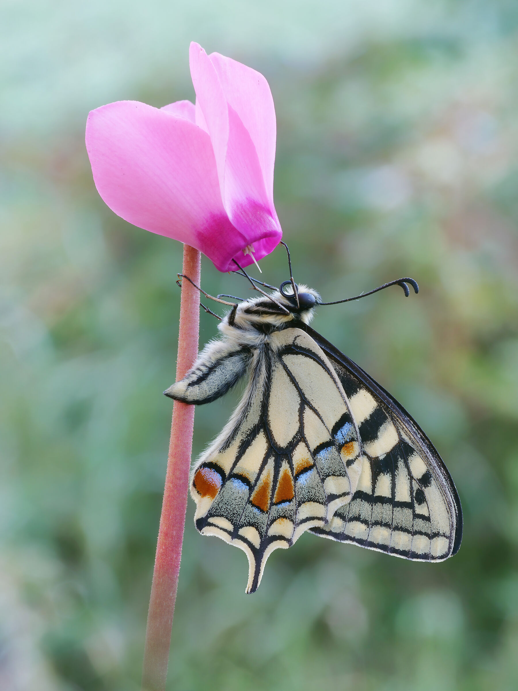 Papilio machaon (Linnaeus, 1758)...