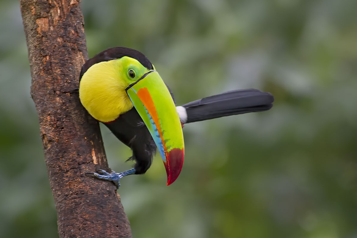 Keel-billed toucan...