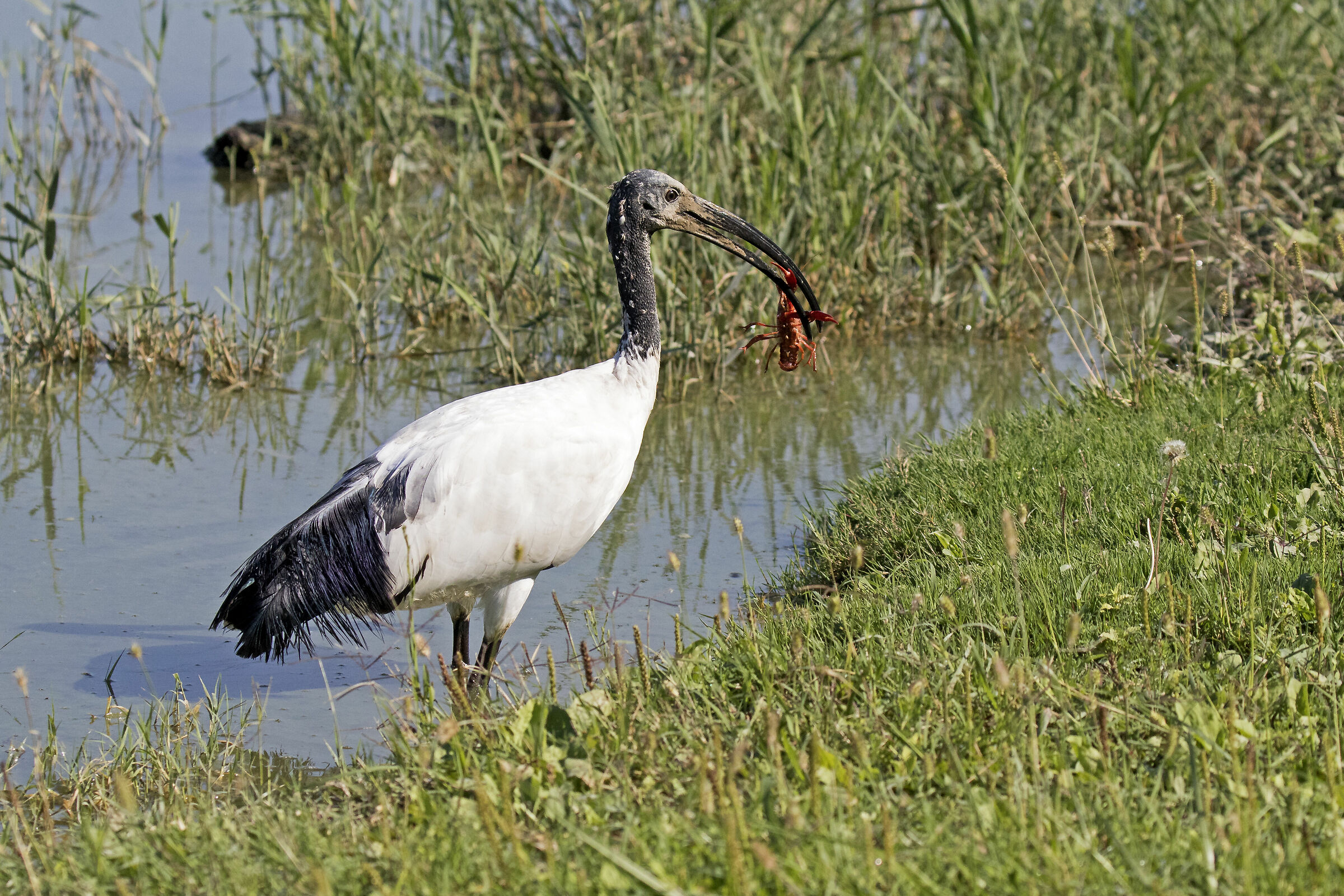 ibis sacro con gambero...
