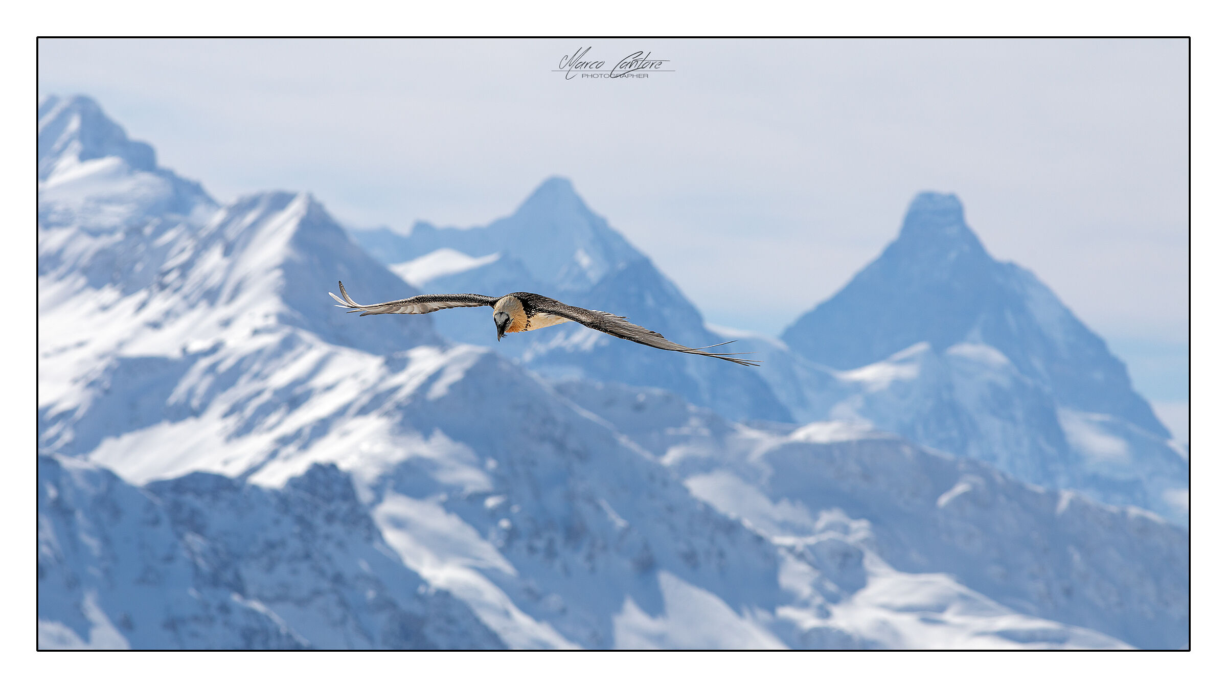 The bearded Vulture and the Matterhorn-Gypaetus barbatus...