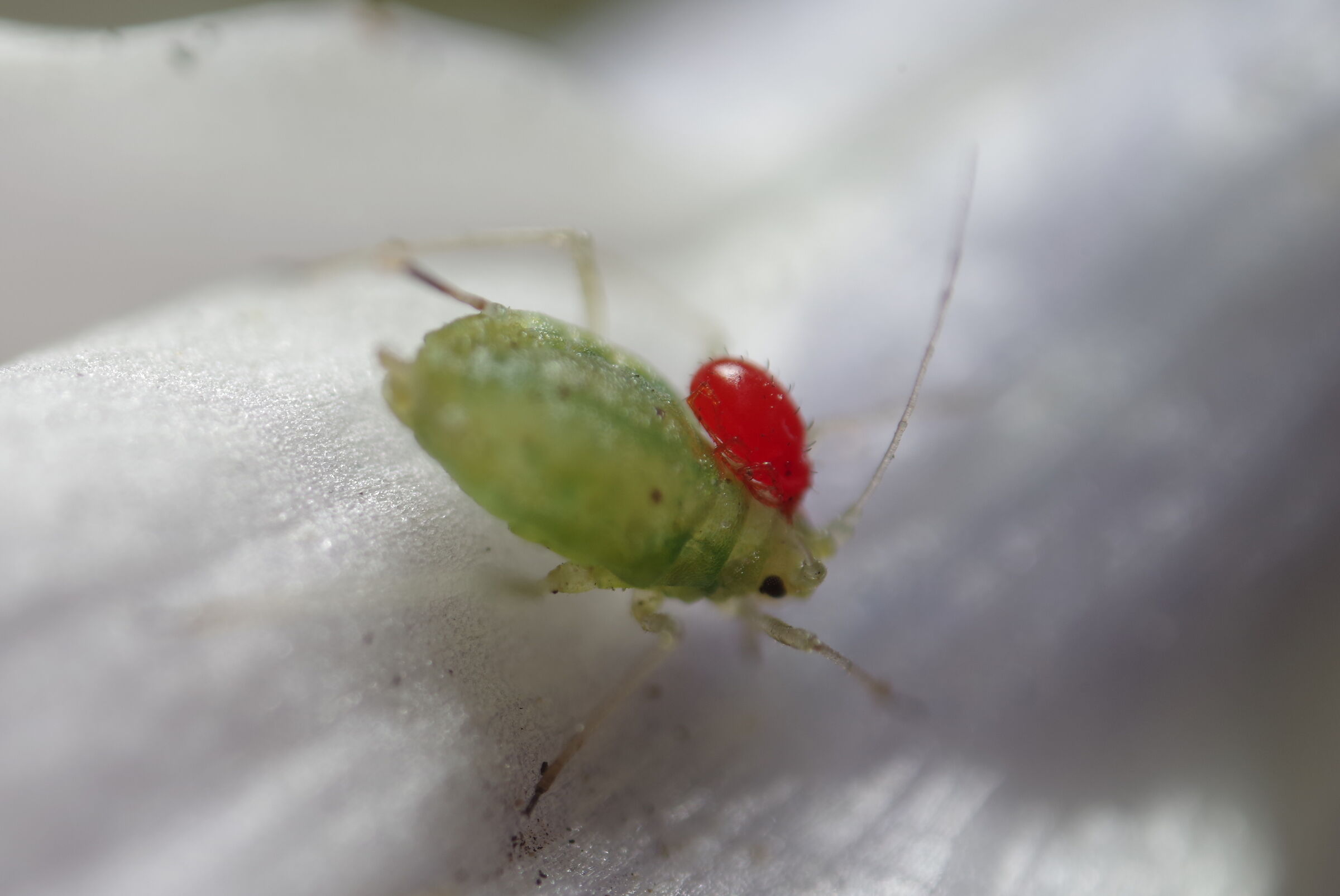 Aphid parasited by Mite...