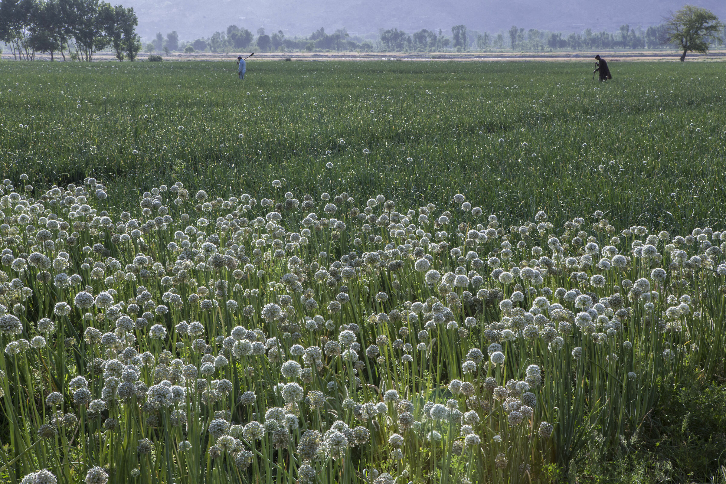 Pakistan...