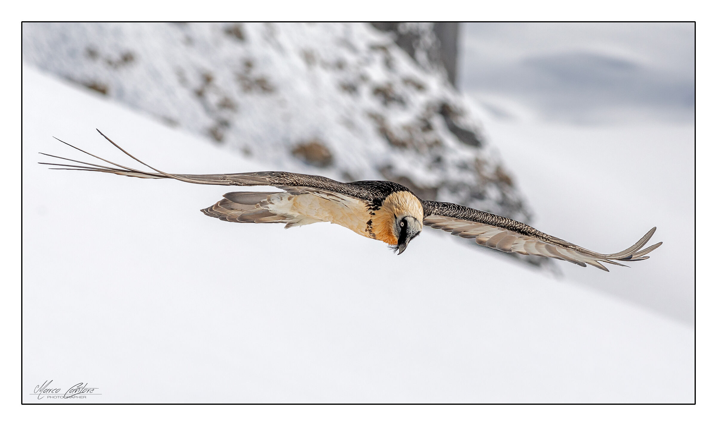 Bearded Vulture-Gypaetus Barbatus...