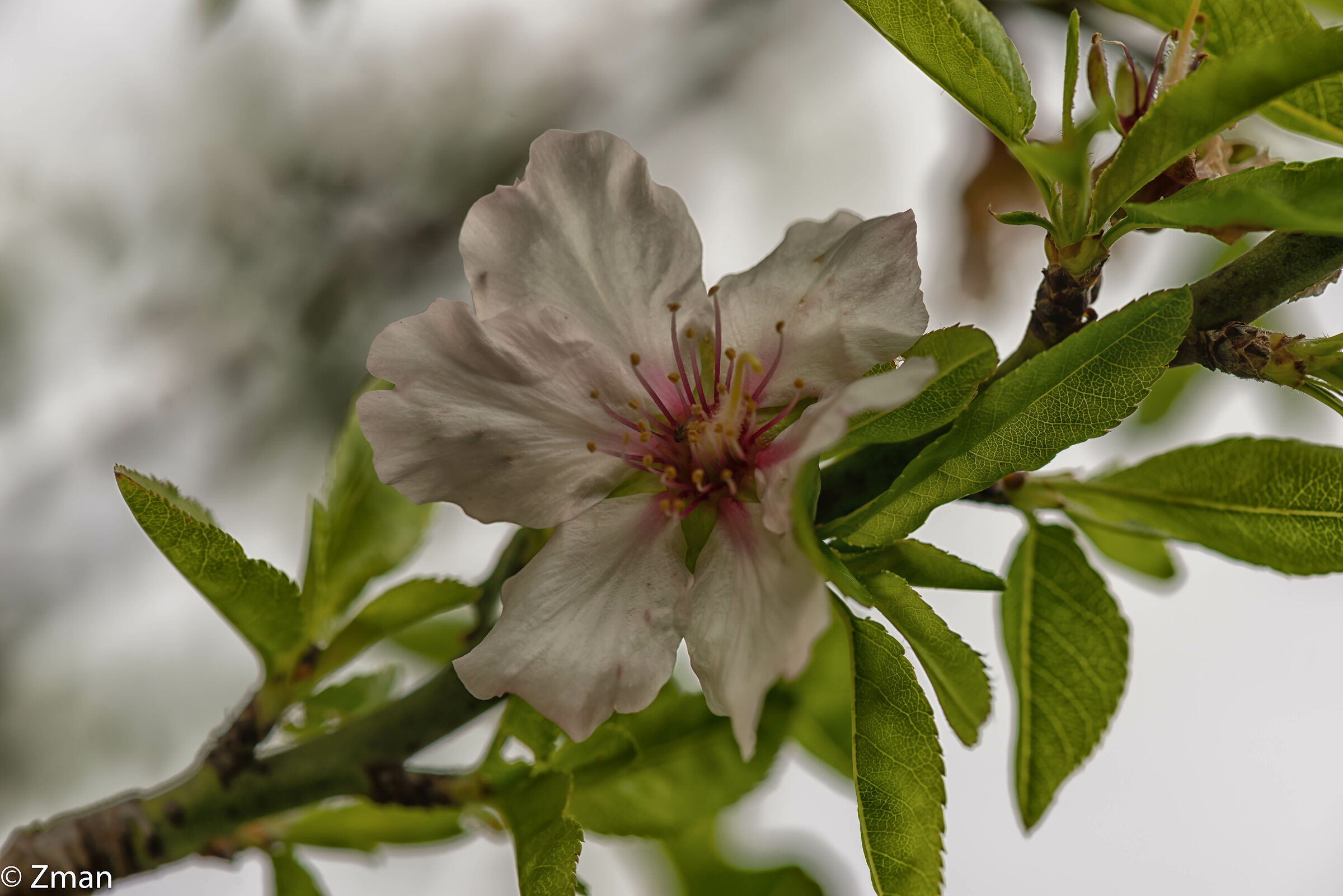 Almond Flower...