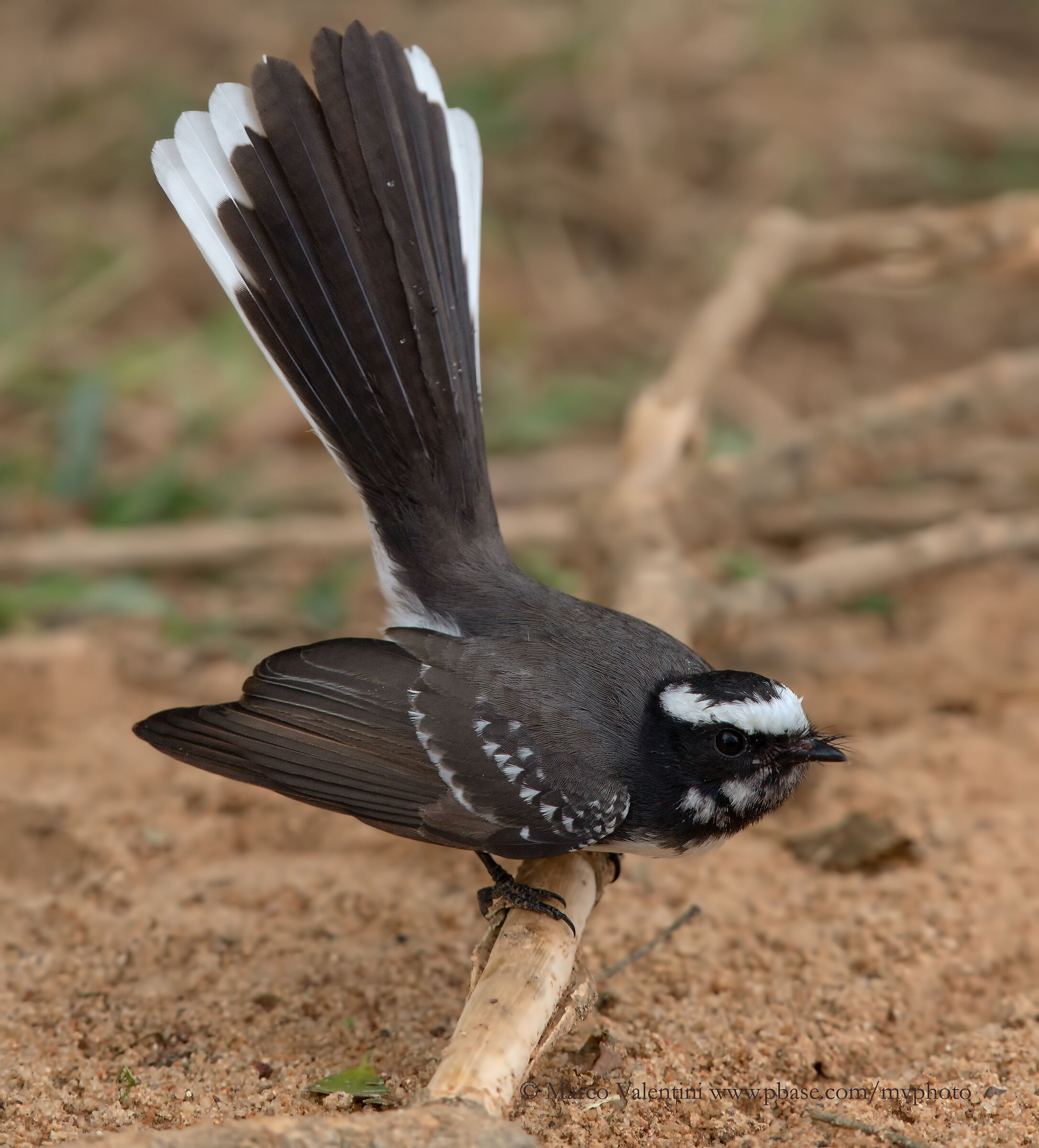 White-browed Fantail...