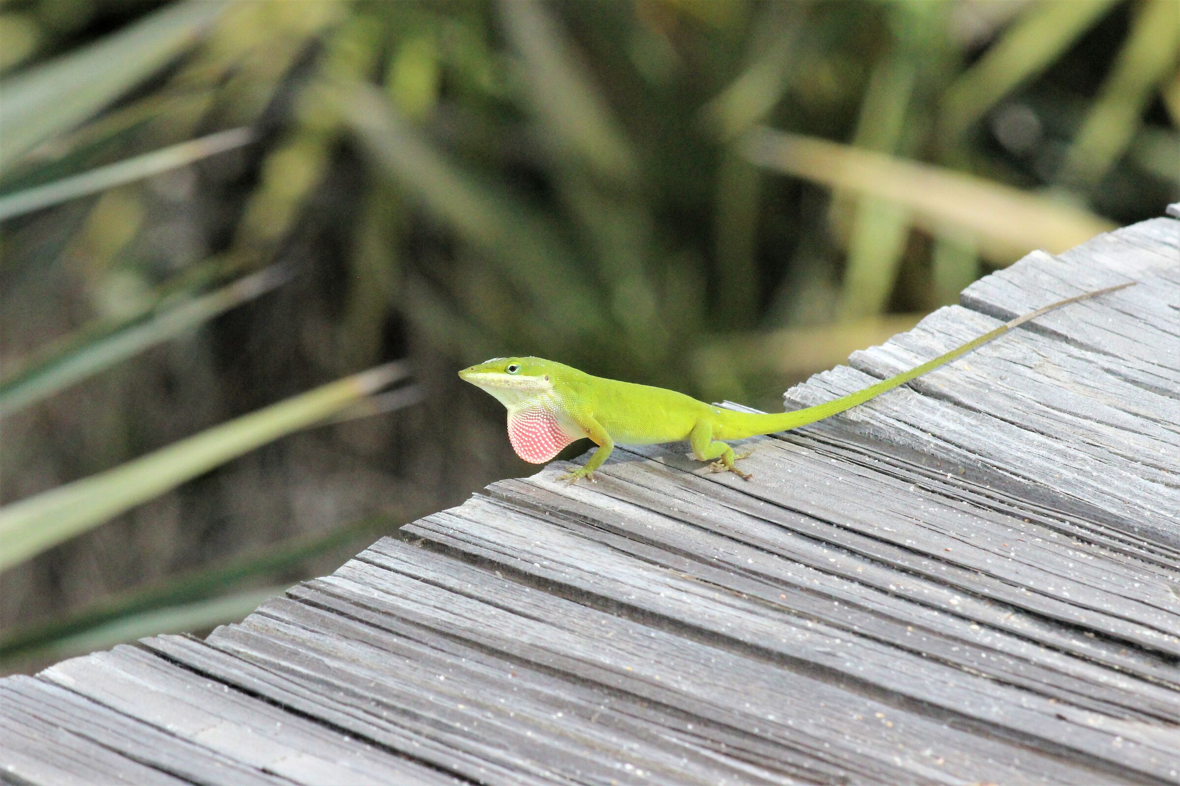 the mating season is open- green anolis-Florida...