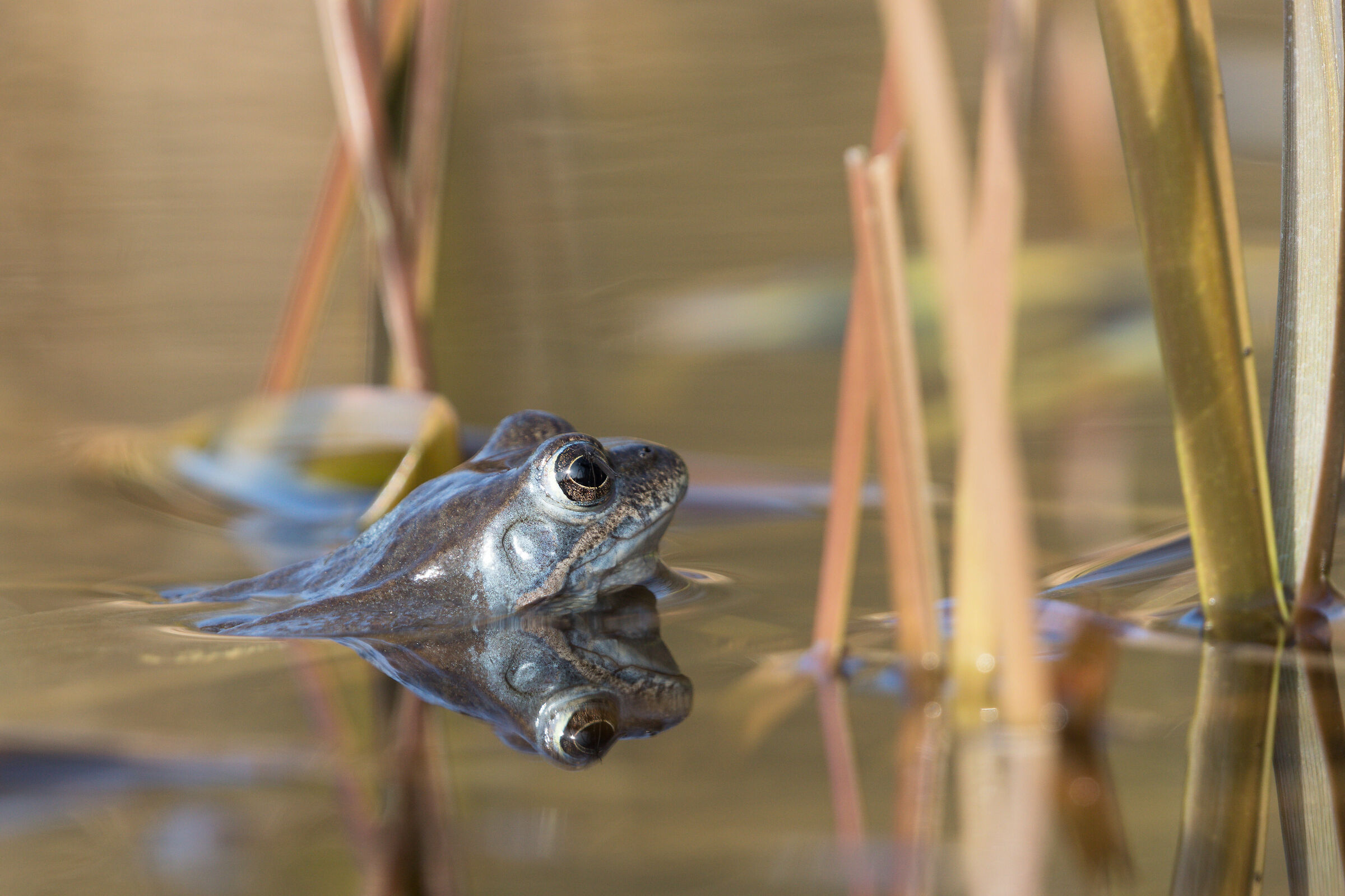 Moor frog (Rana arvalis)...