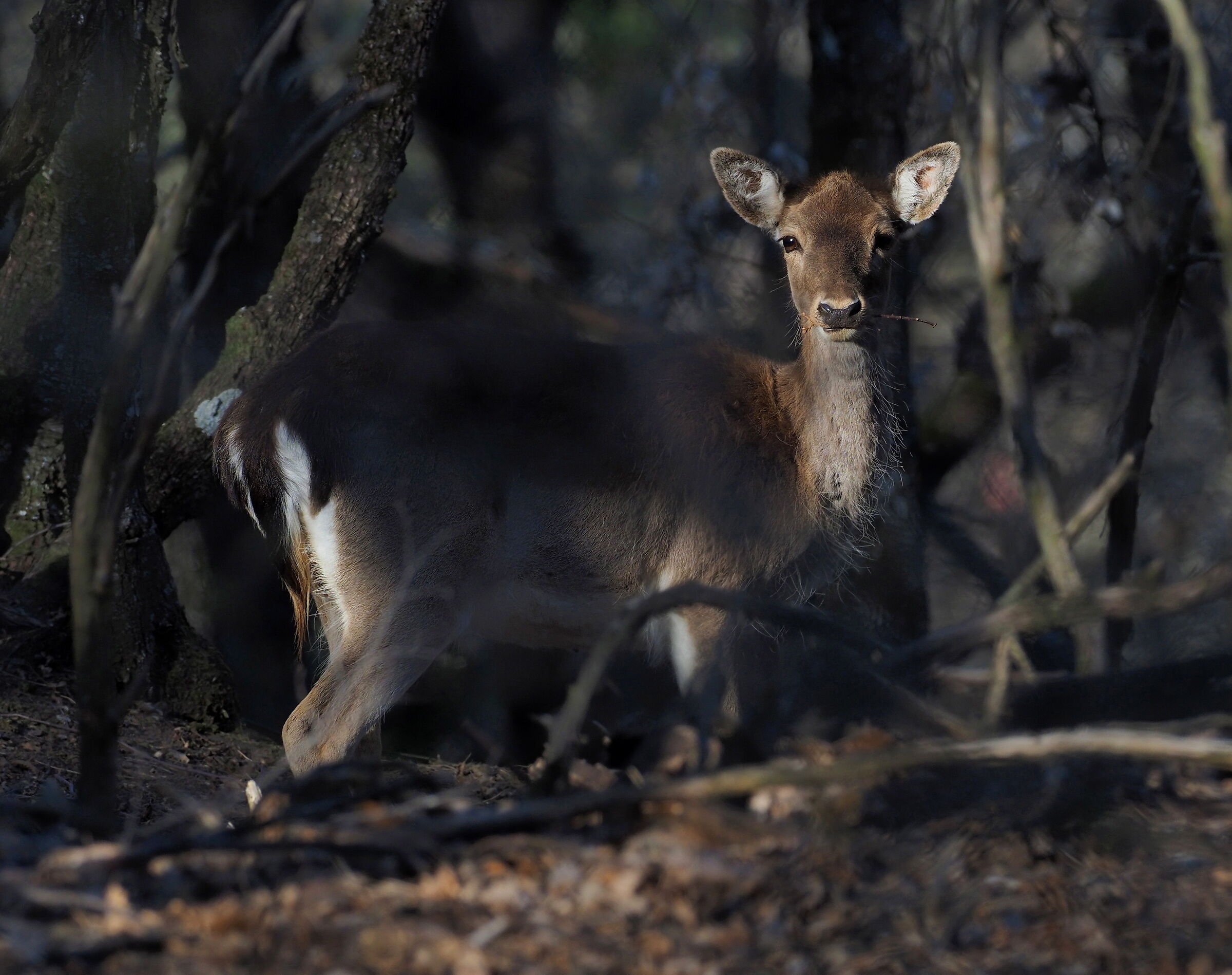 Deer in the shade in the woods ...