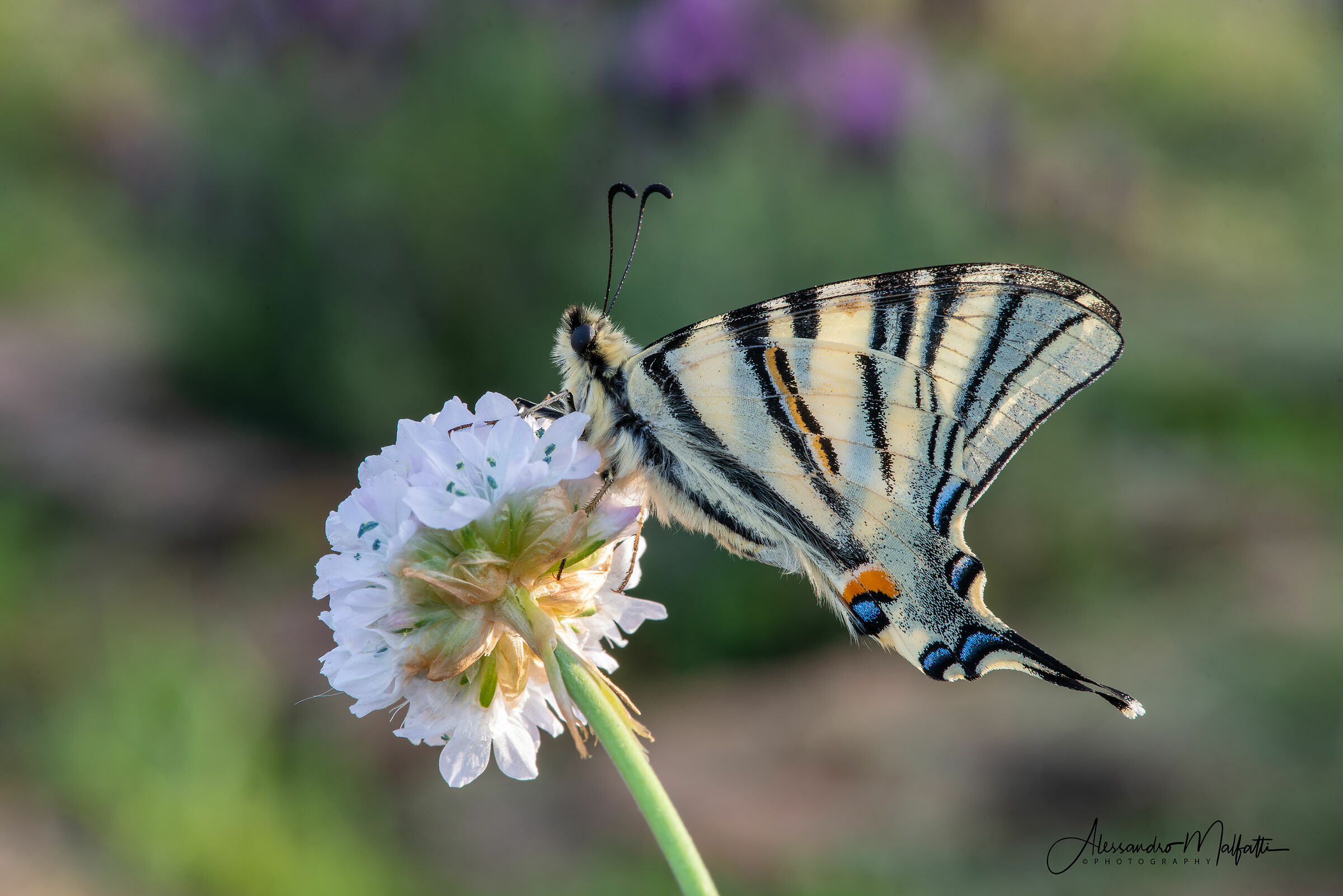 Papilio Machaon 3...
