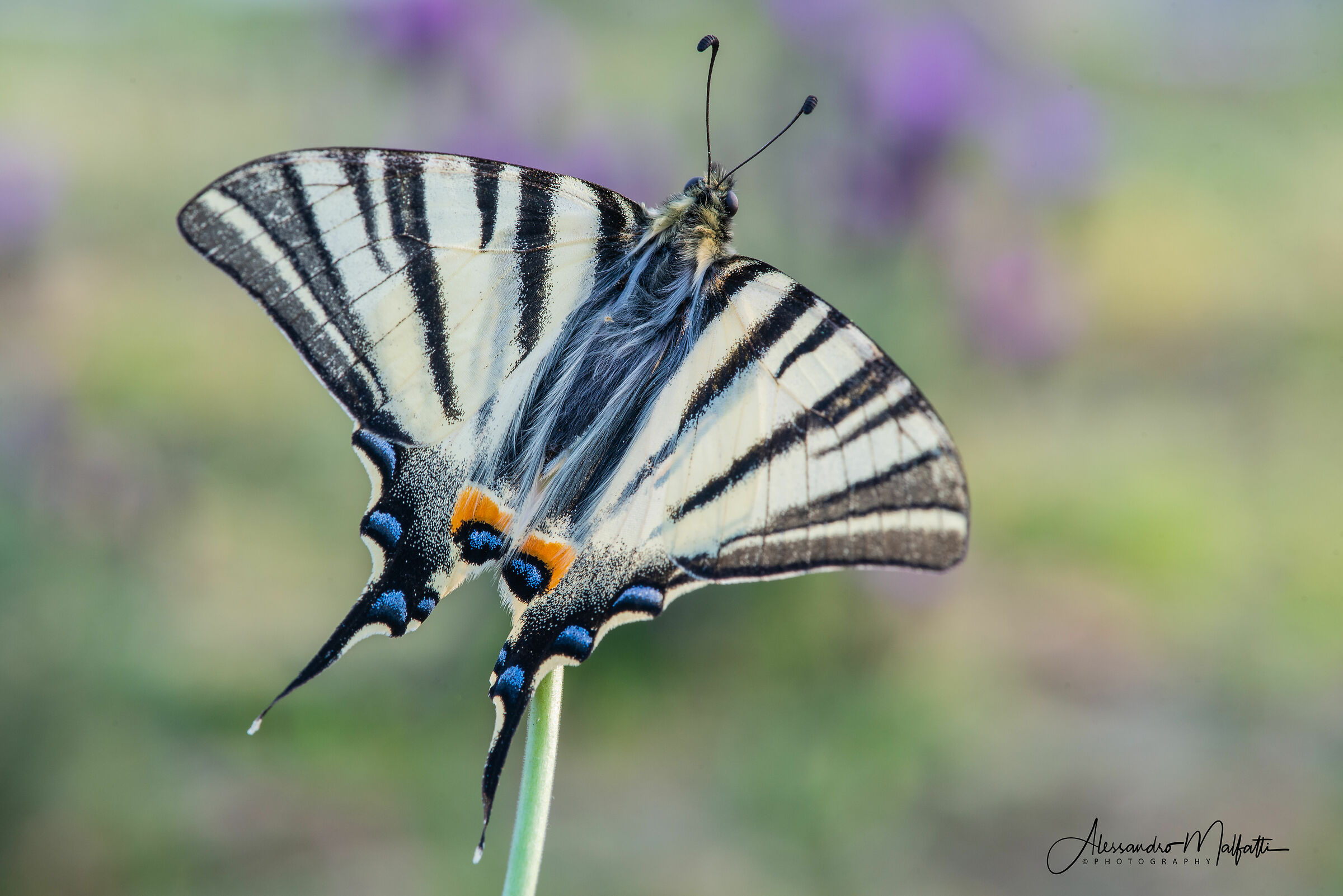 Papilio Machaon free Hand...