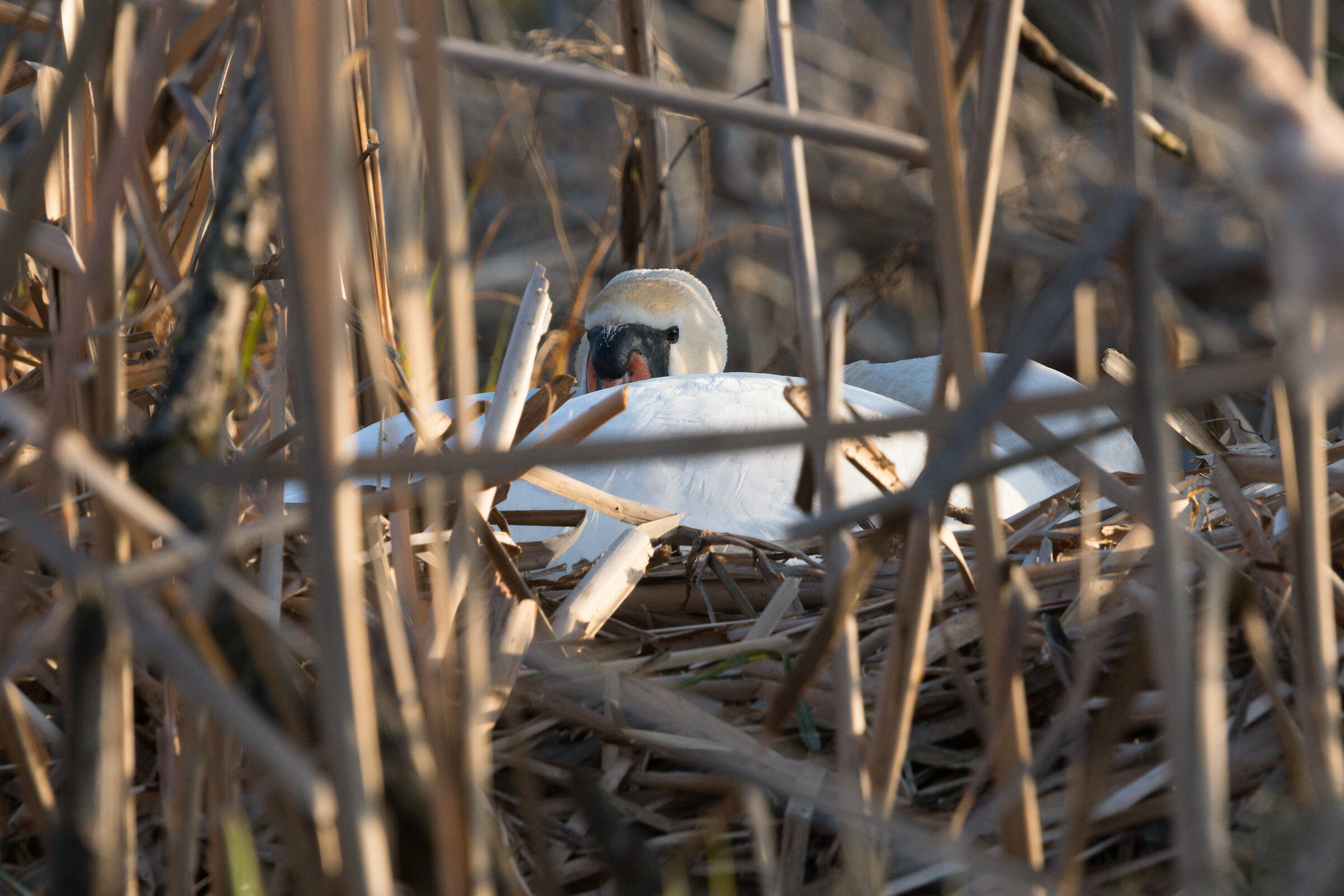 Swan on the nest...