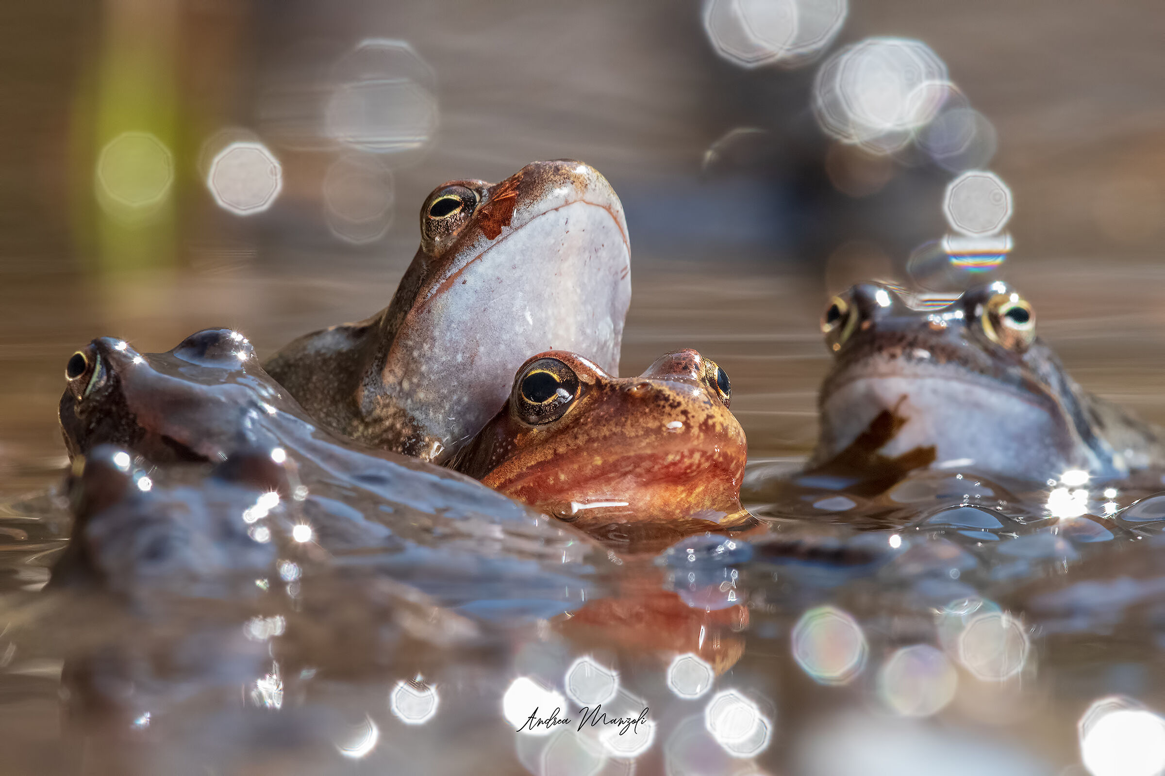 Frogs in love...