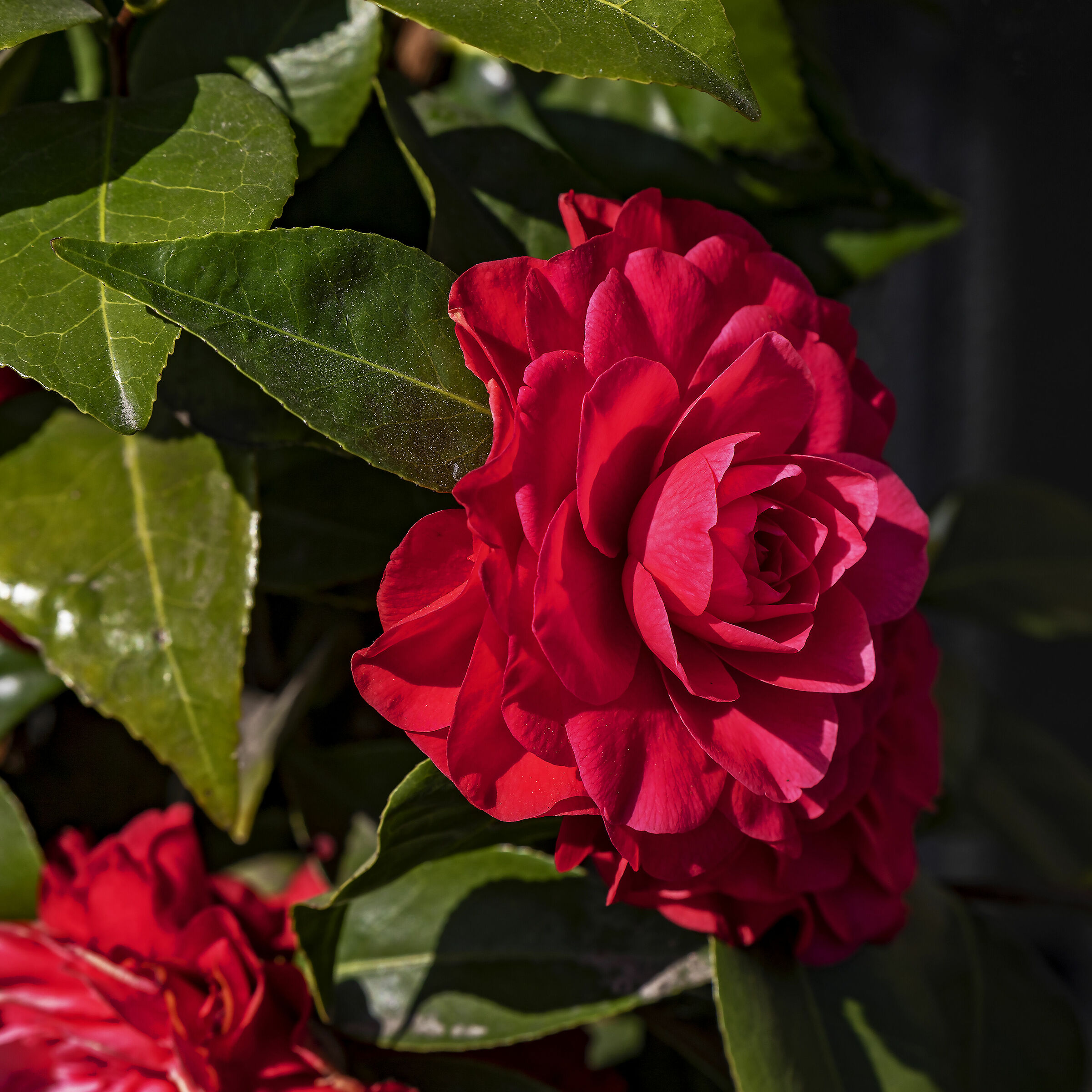Camellia and leaves...