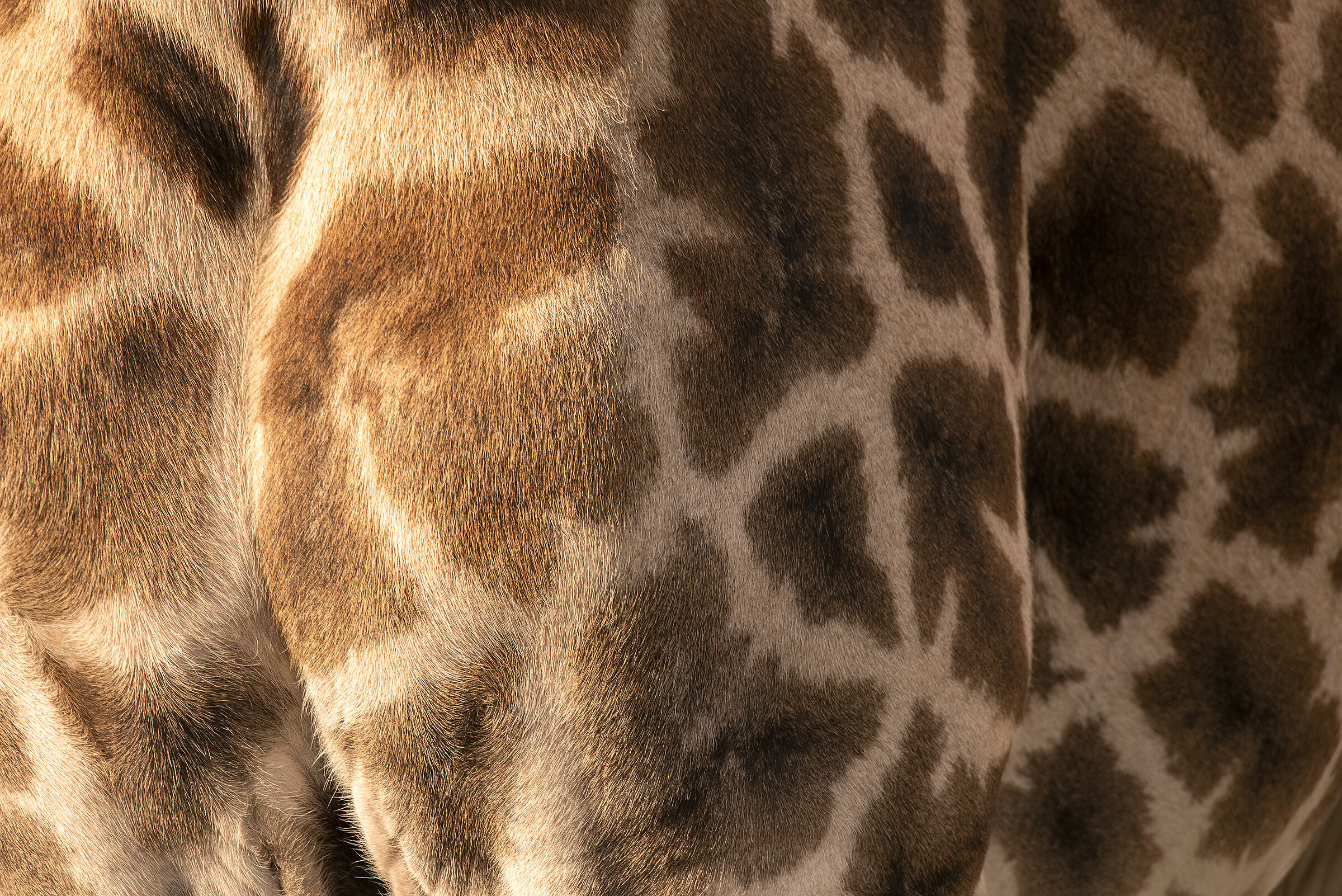 My Africa Ep. 2: The Giraffe...
