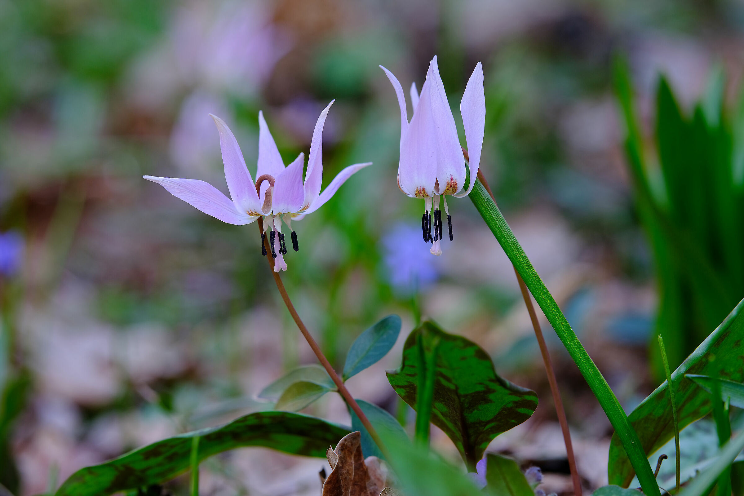 Twin Flowers 2-Dog's Tooth (Erythronium dens-canis)...