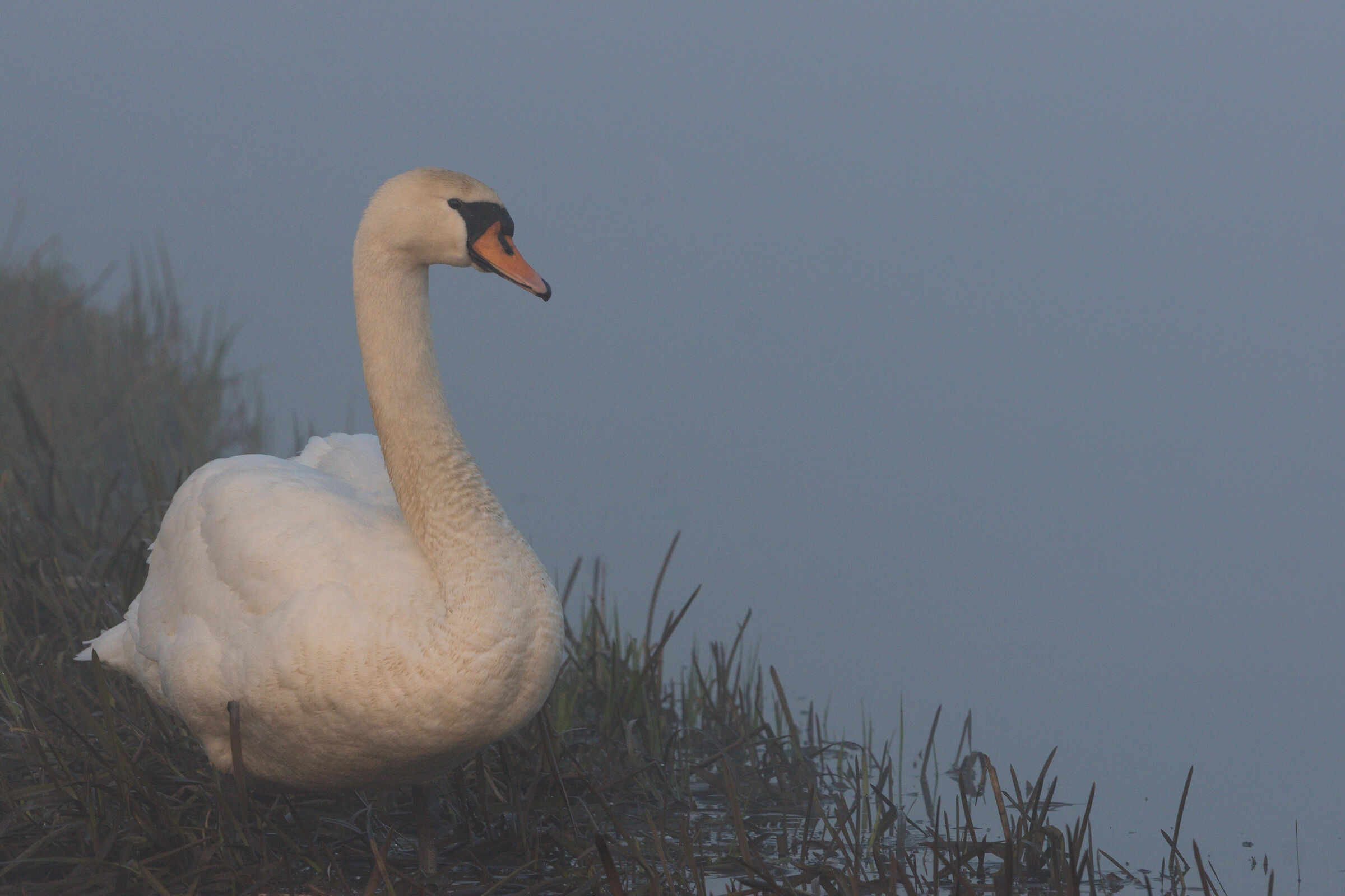 Mute swan (Cygnus olor)...