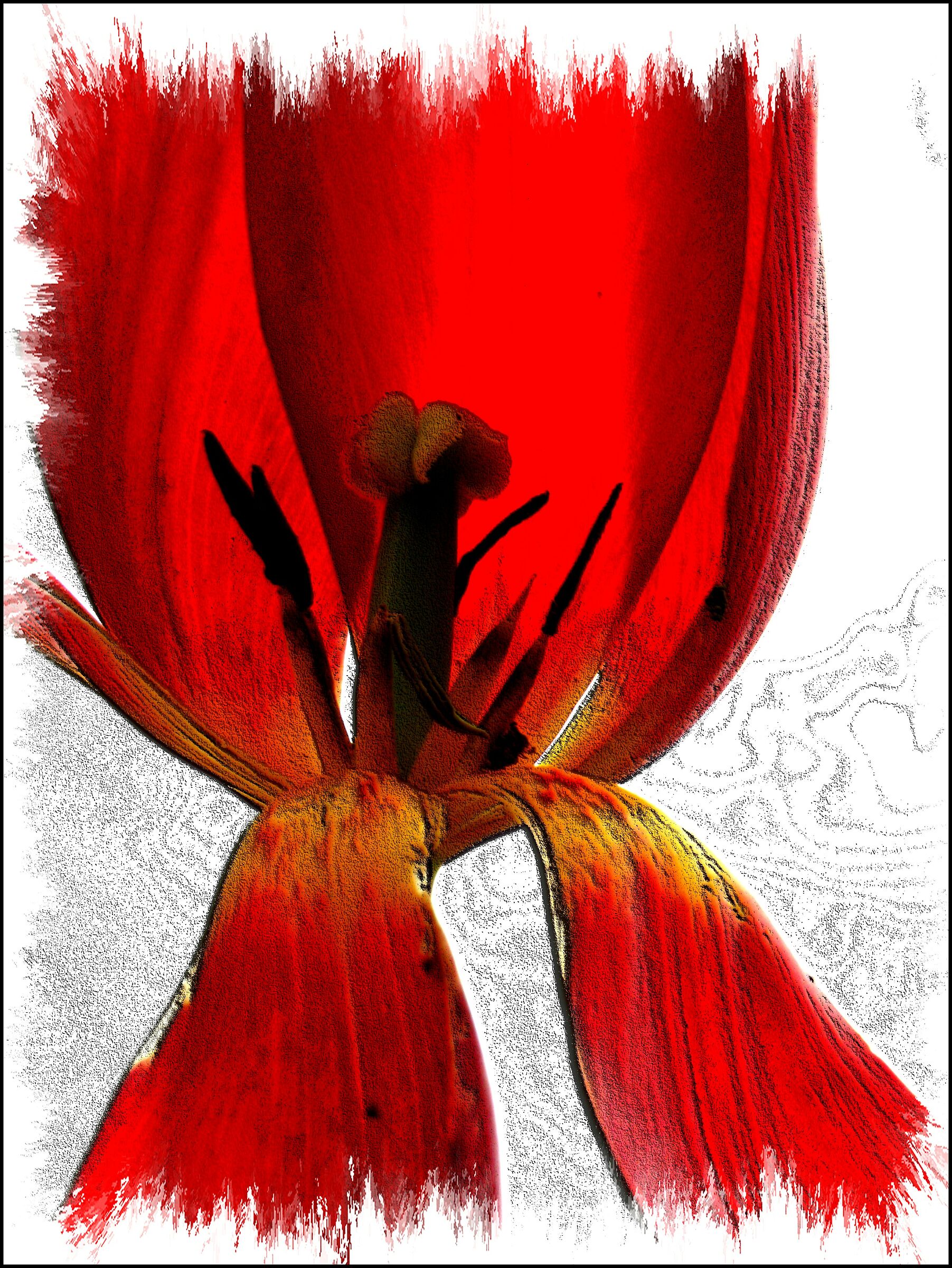 Tulipano - elaborazione -...