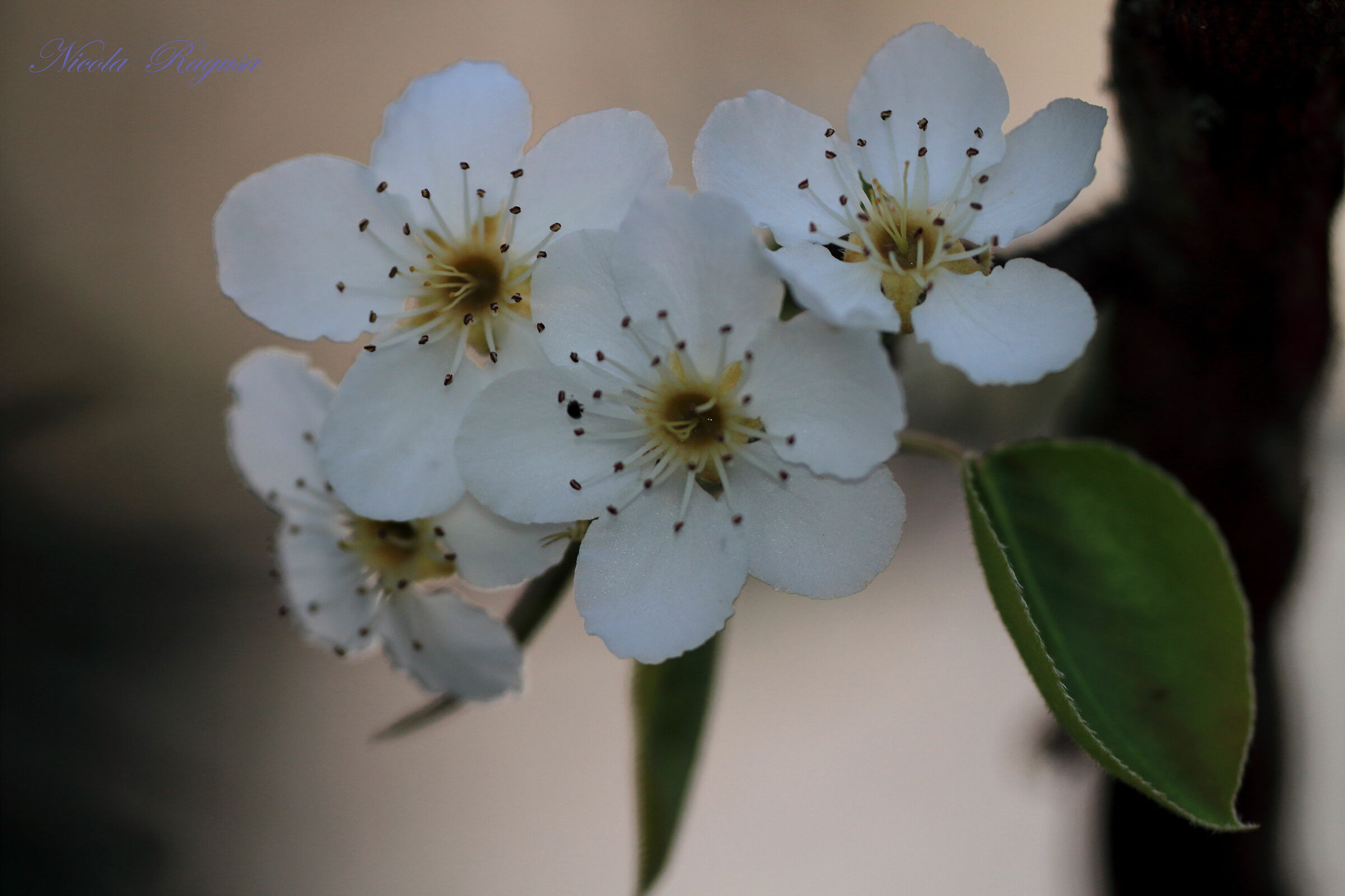 Pear Blossoms...