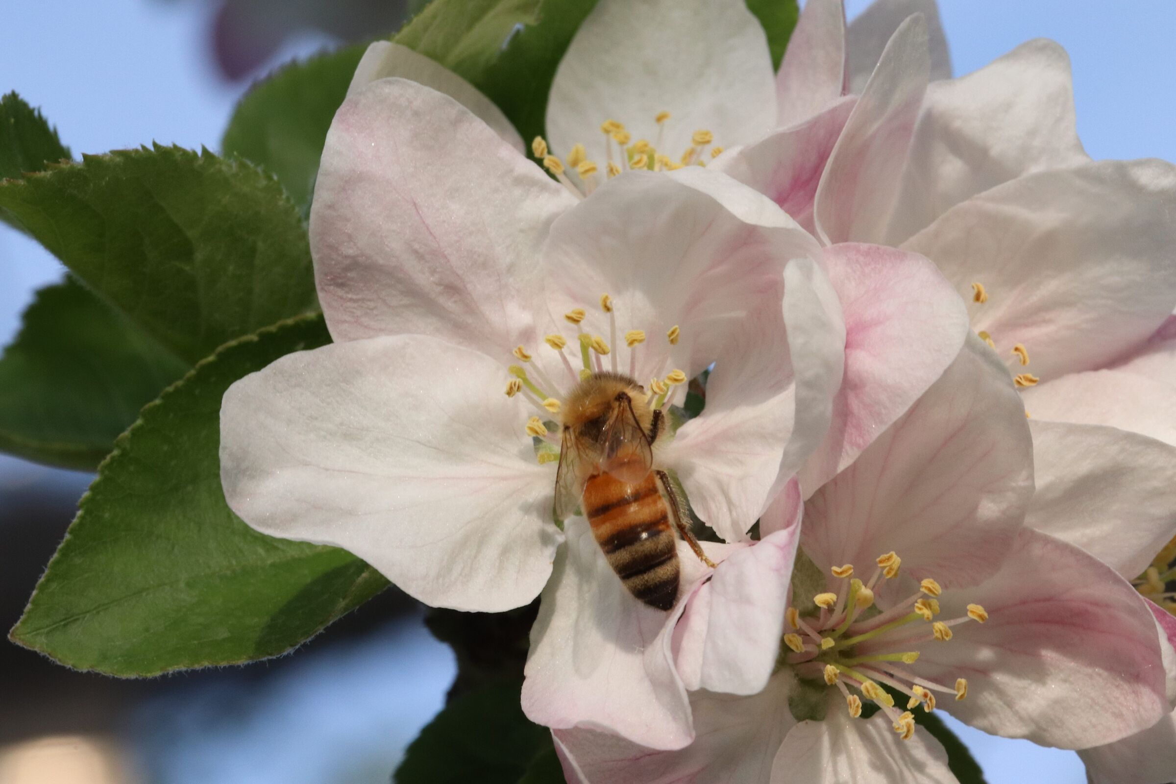 Bee Nectar...