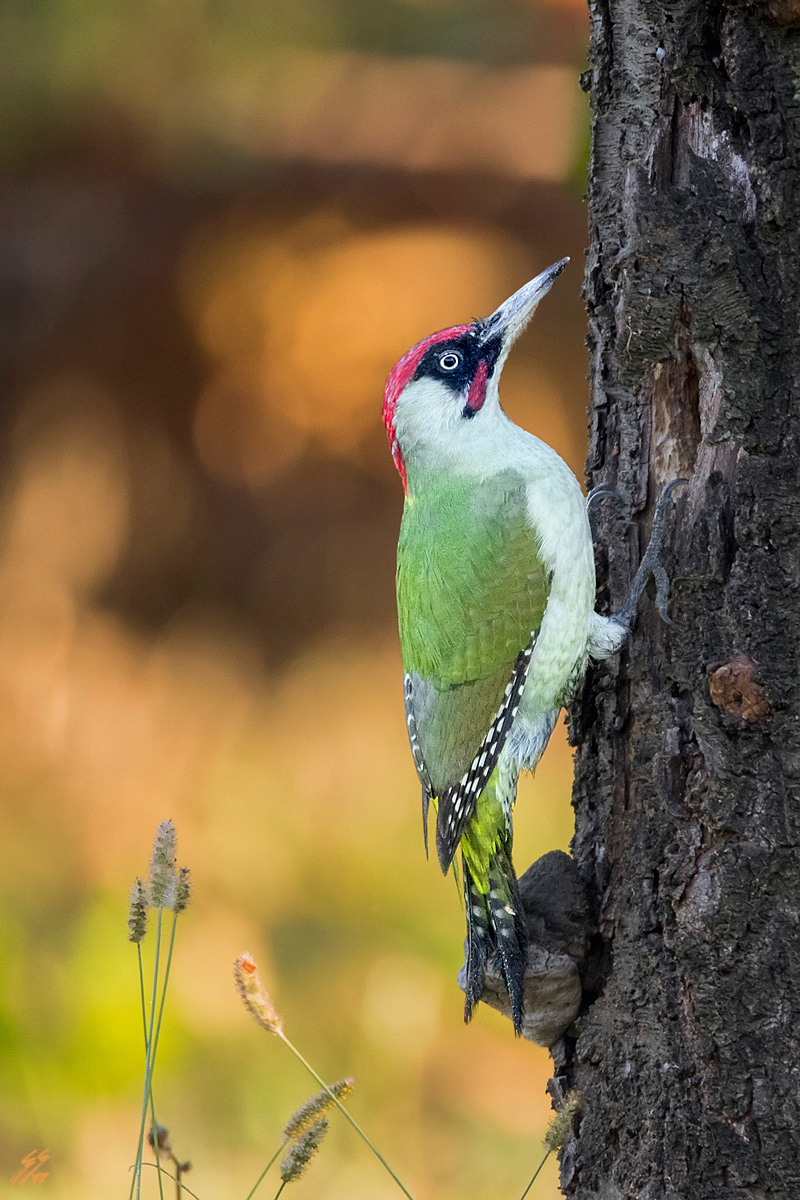 .. Green Woodpeckers.....
