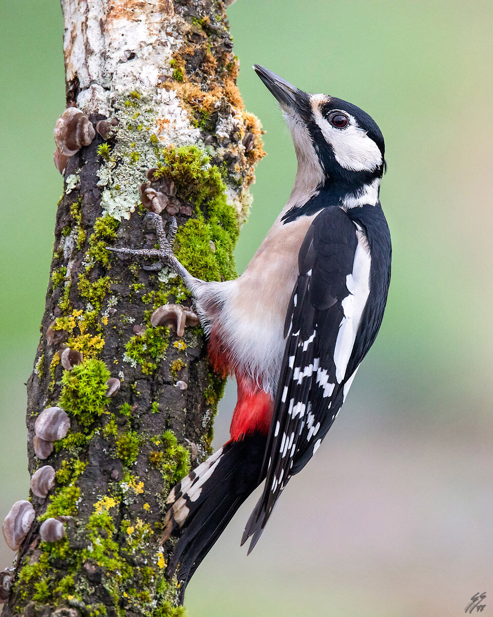 .. Big Red woodpeckers.....