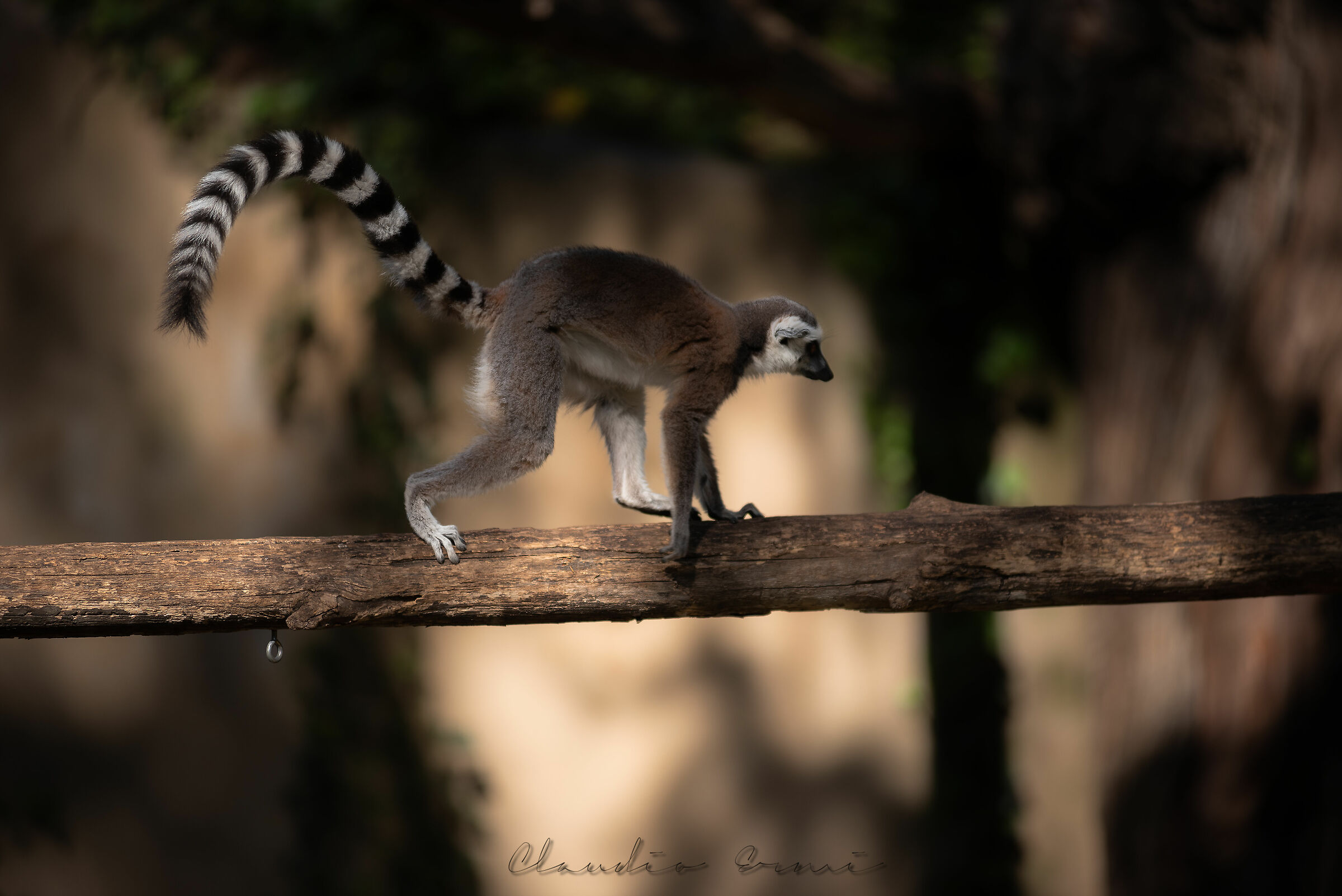 Lemur Catta...