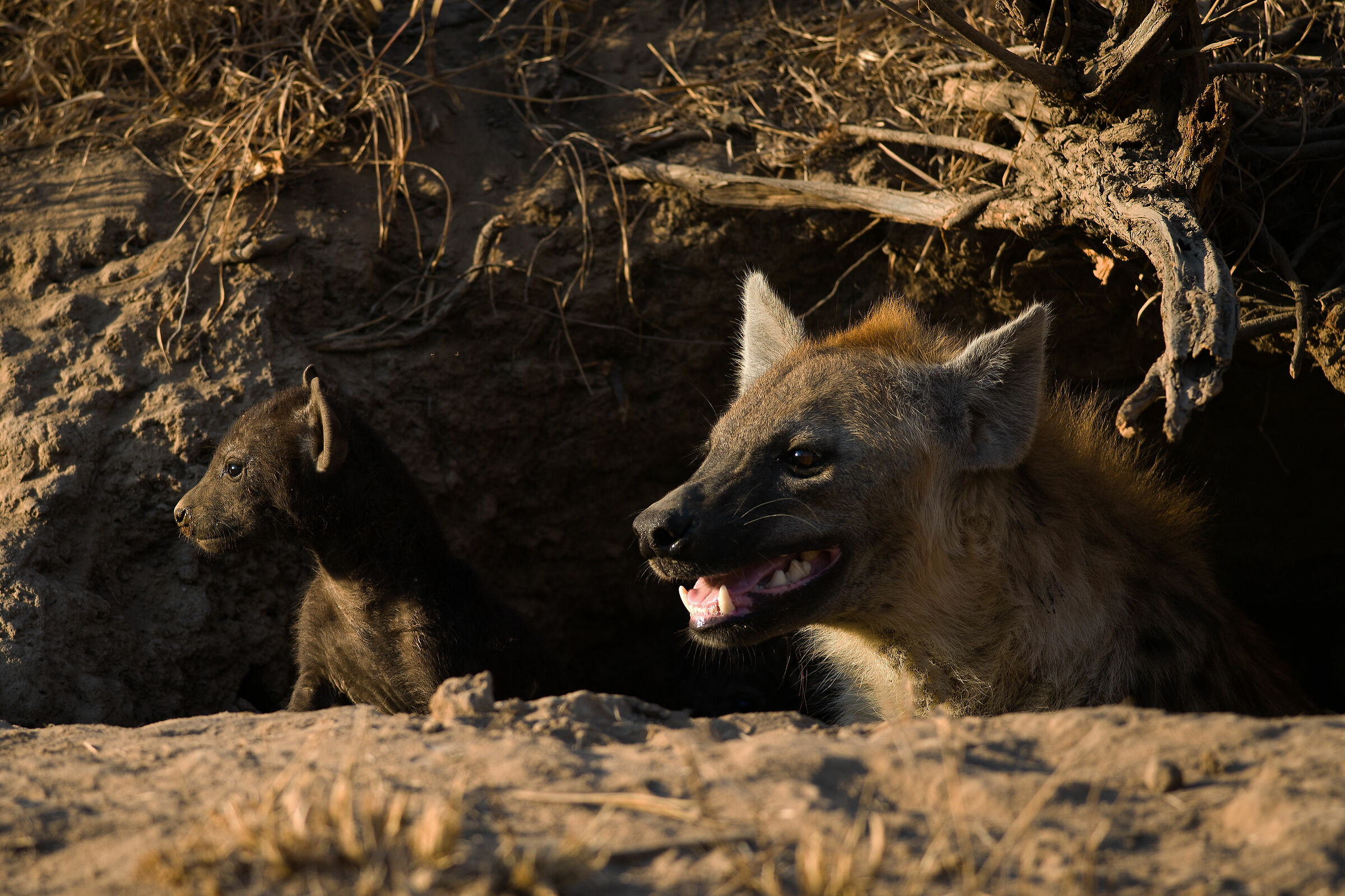 Hyenas in the Den...